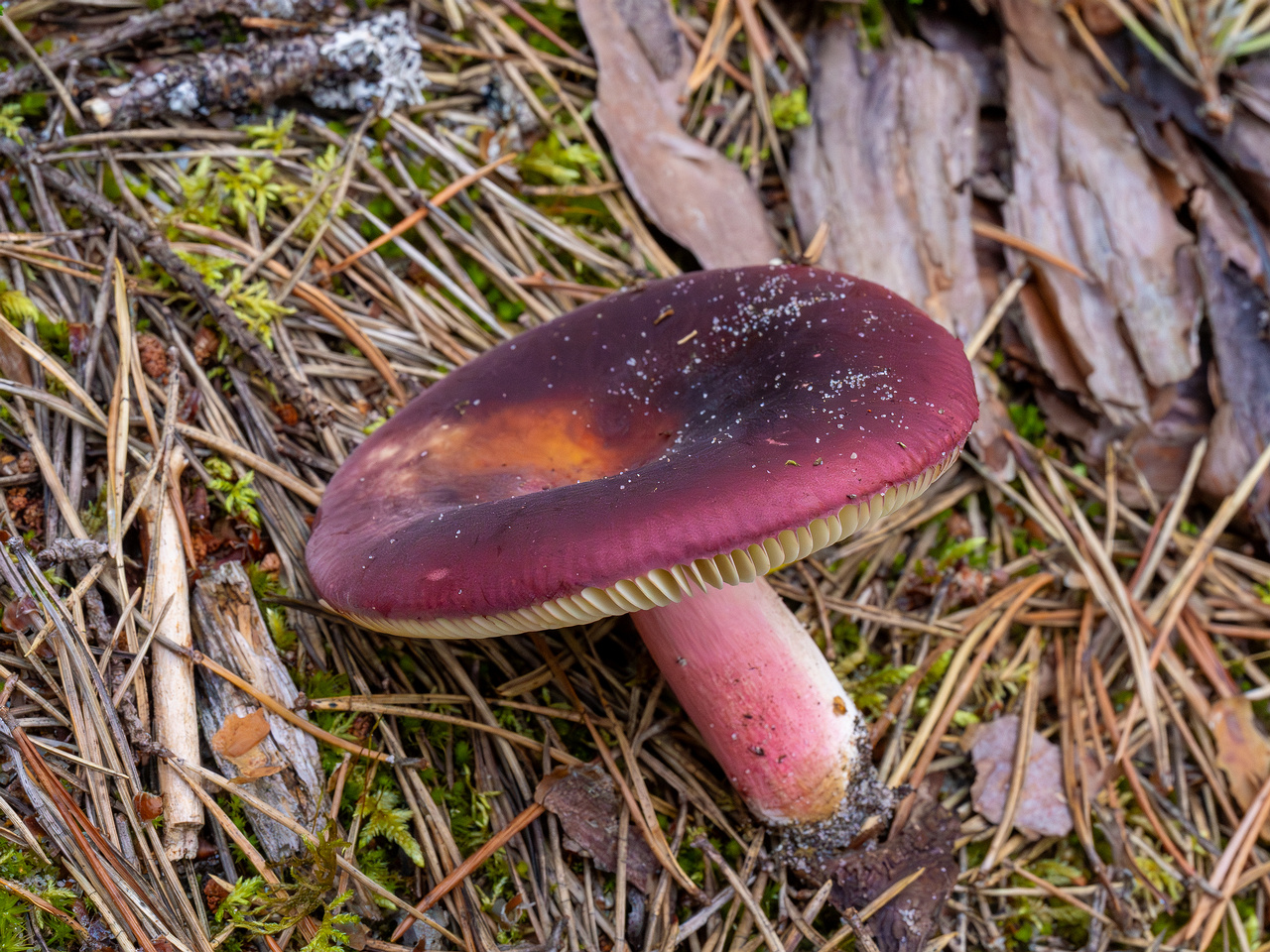 !russula-queletii_1-22