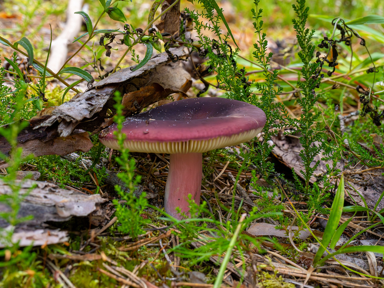 russula-xerampelina_1-2