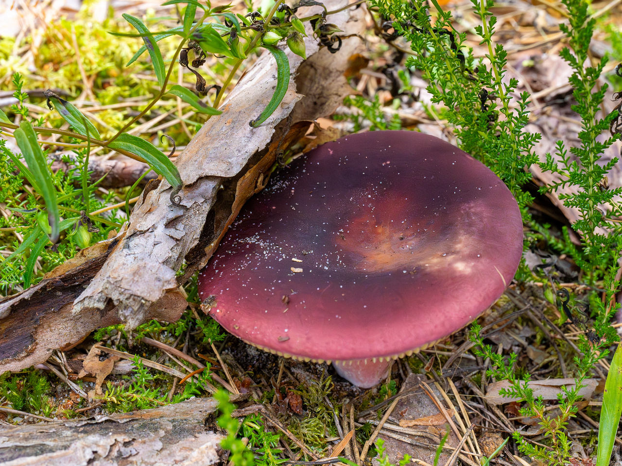 russula-xerampelina_1-3