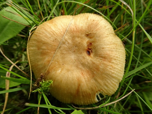 Сыроежка валуевидная - Russula farinipes