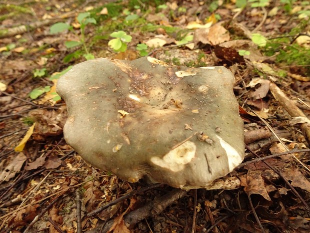 Сыроежка зелёная - Russula aeruginea