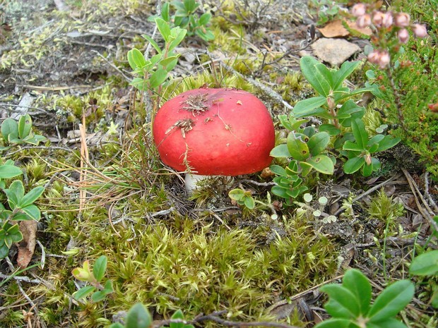 Сыроежка красивая - Russula lepida