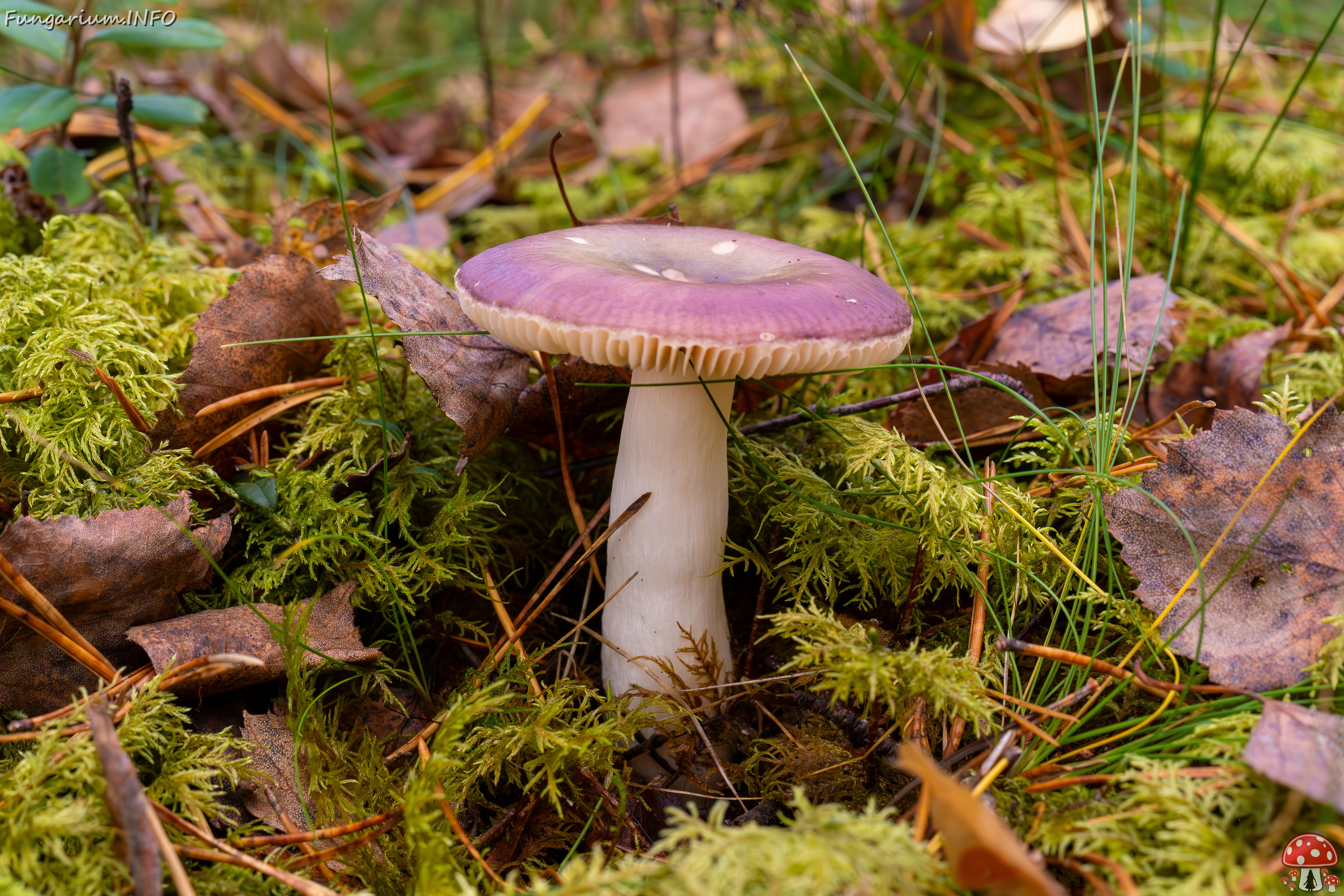 !russula-fragilis_2024-10-06_1-2 