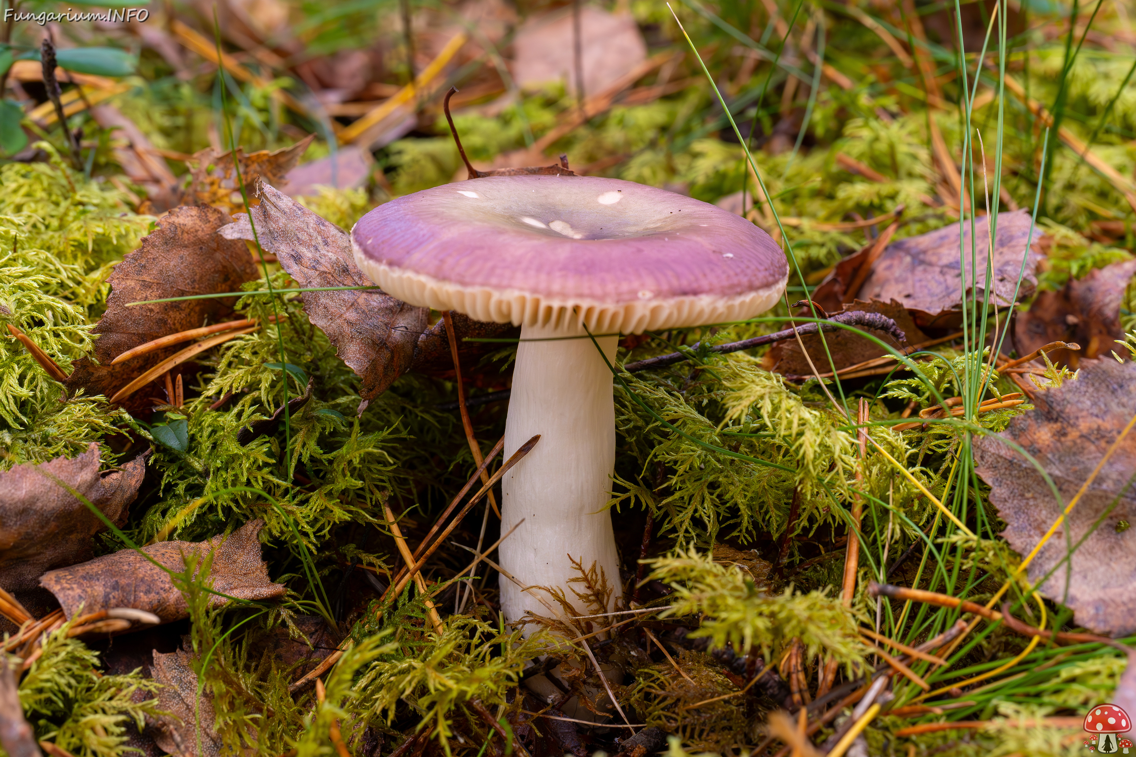 russula-fragilis_2024-10-06_1-1 