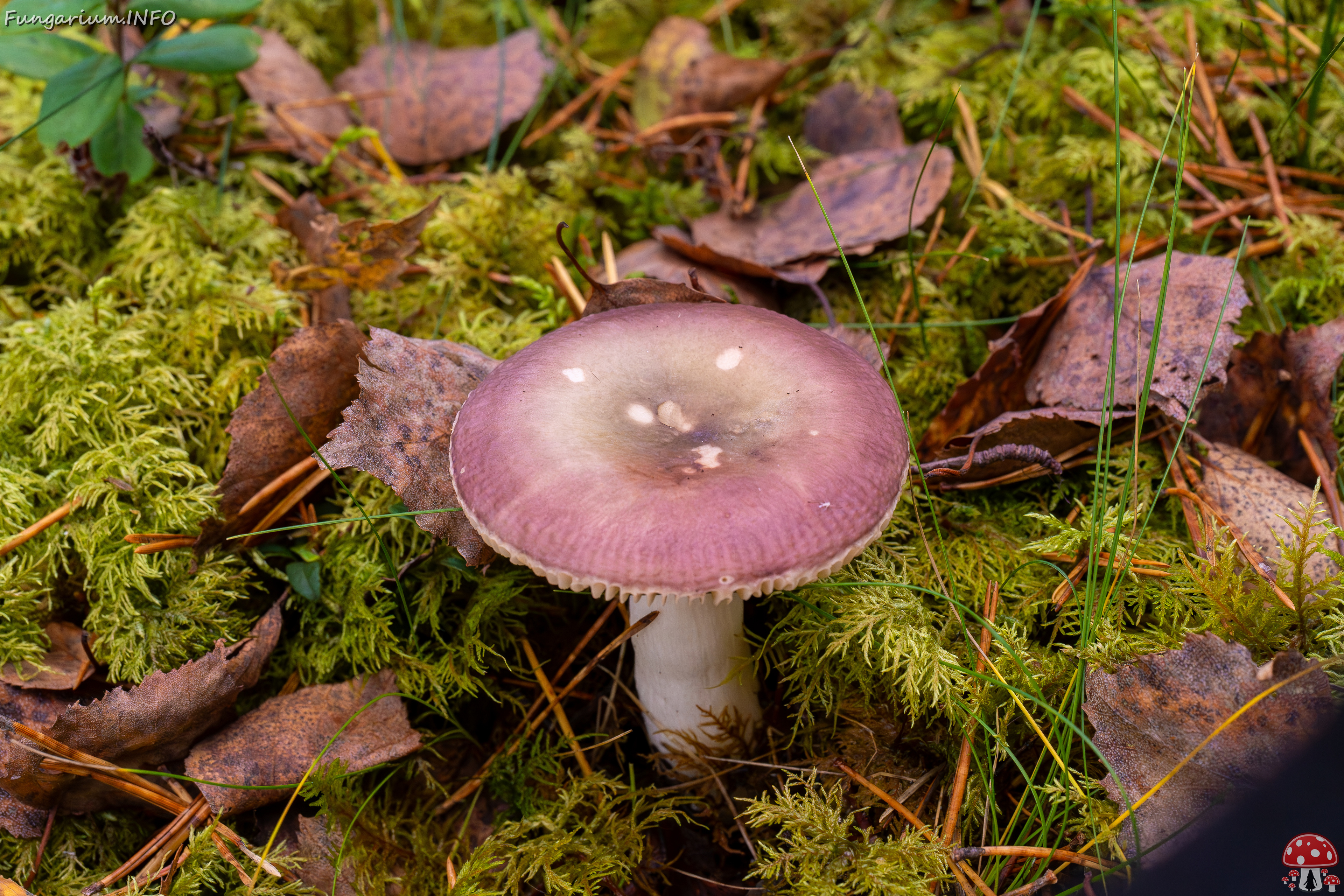 russula-fragilis_2024-10-06_1-3 