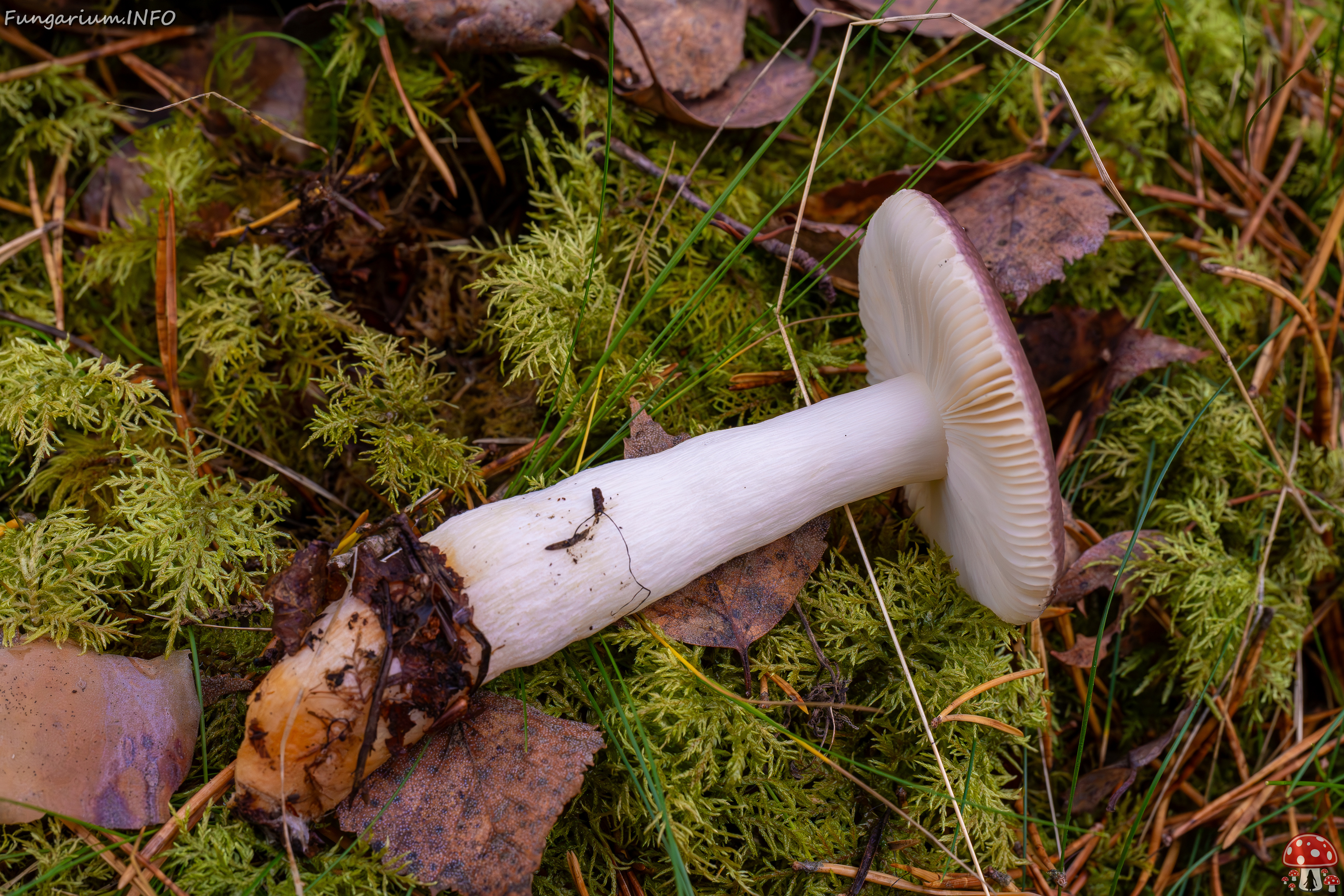 russula-fragilis_2024-10-06_1-4 