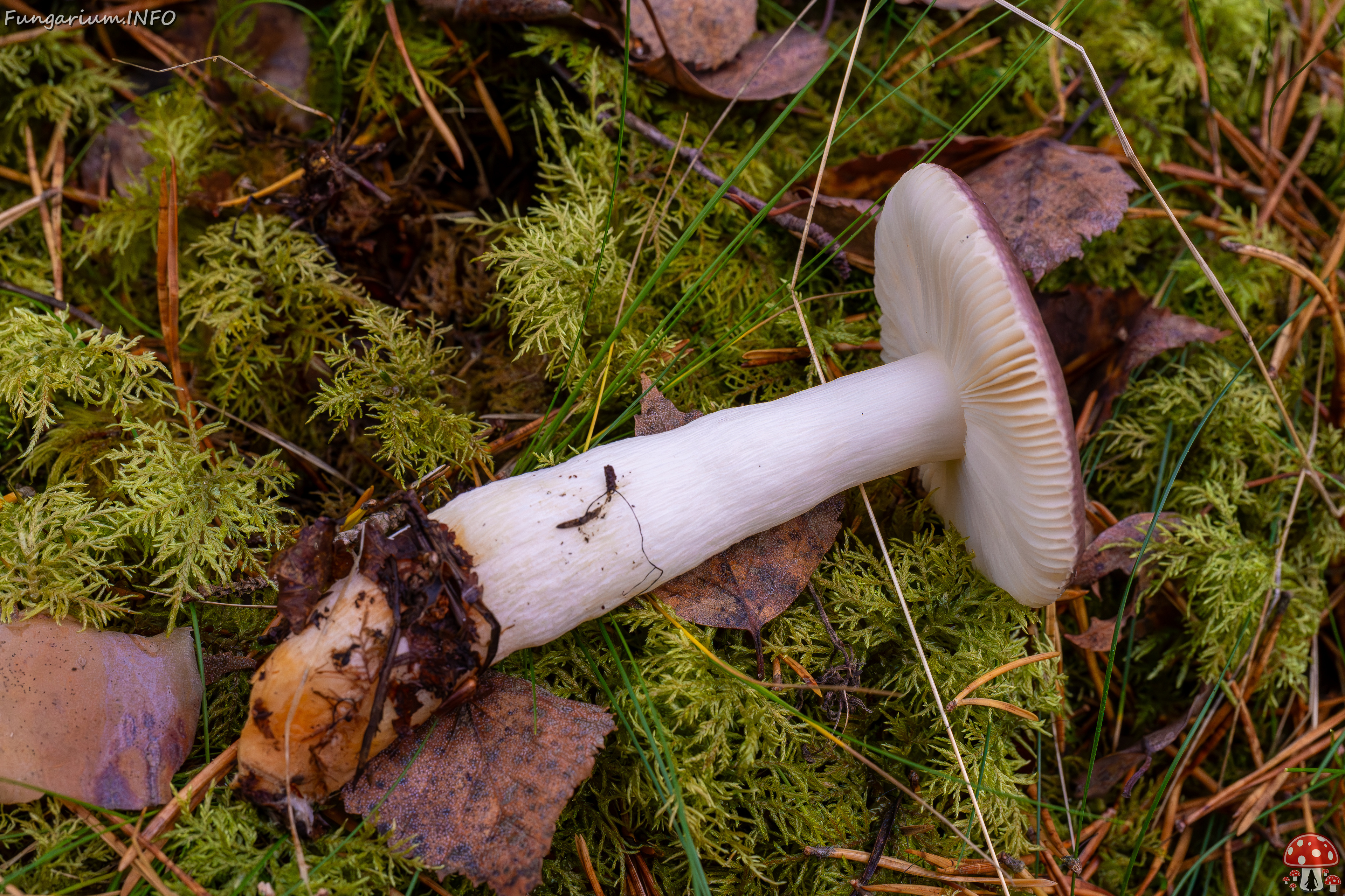 russula-fragilis_2024-10-06_1-5 