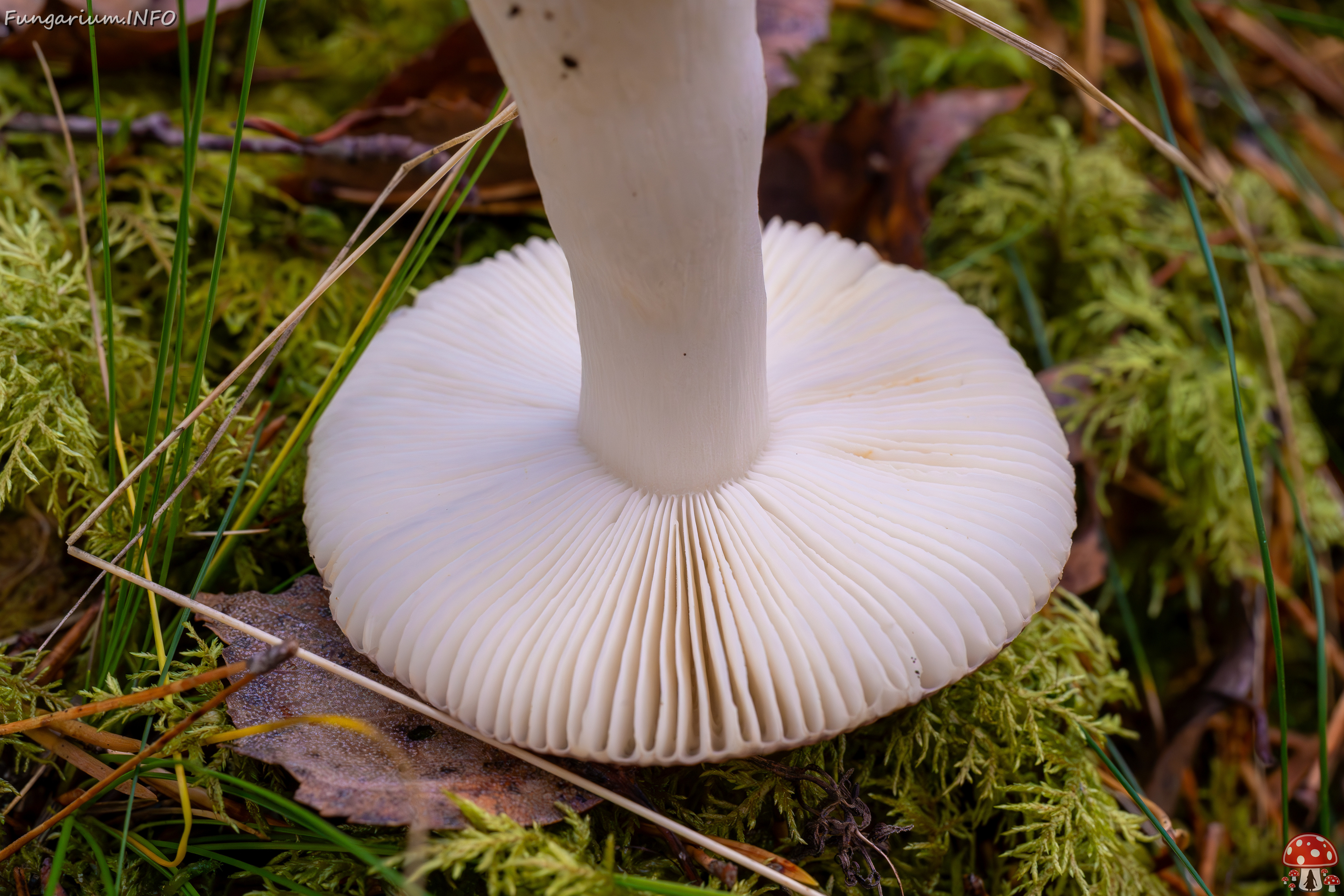 russula-fragilis_2024-10-06_1-6 