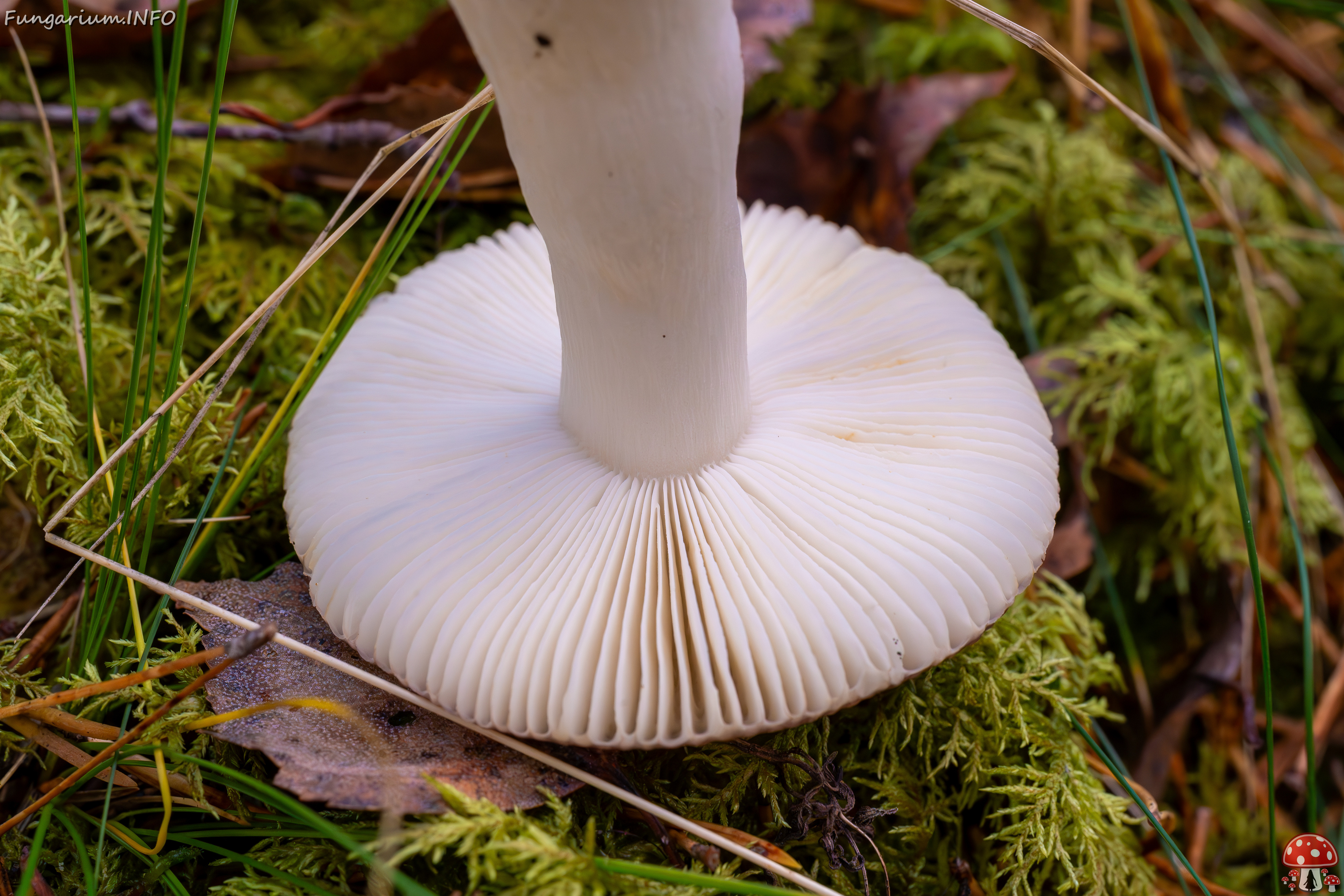 russula-fragilis_2024-10-06_1-7 