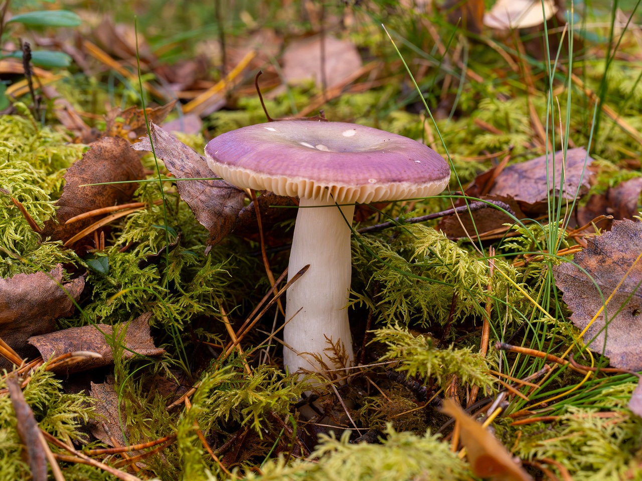 !russula-fragilis_2024-10-06_1-2