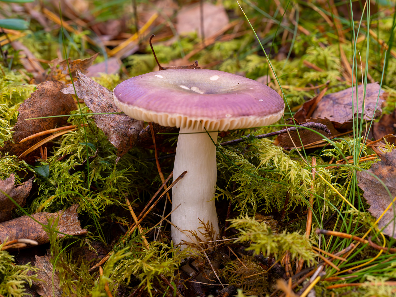 russula-fragilis_2024-10-06_1-1