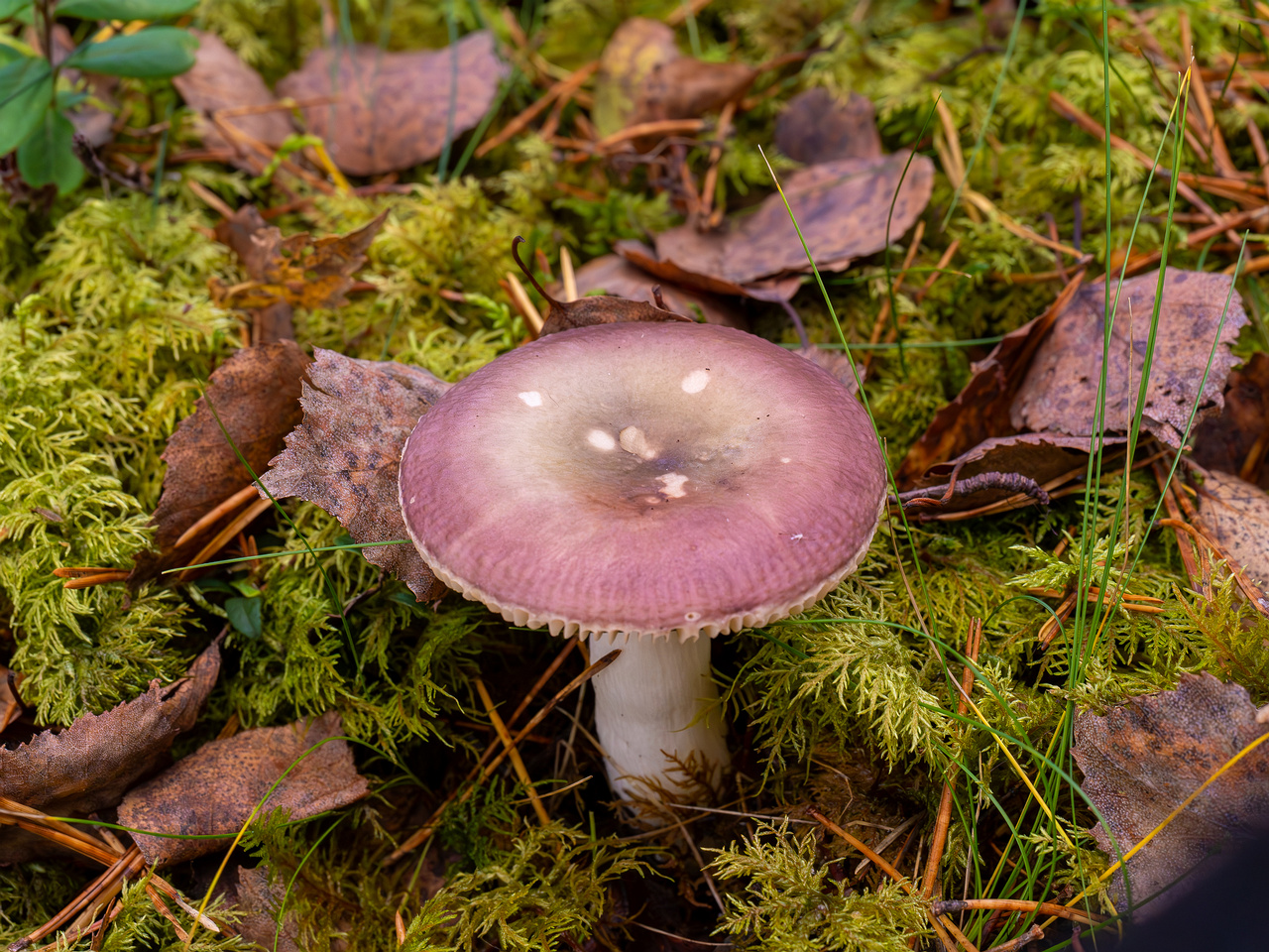 russula-fragilis_2024-10-06_1-3