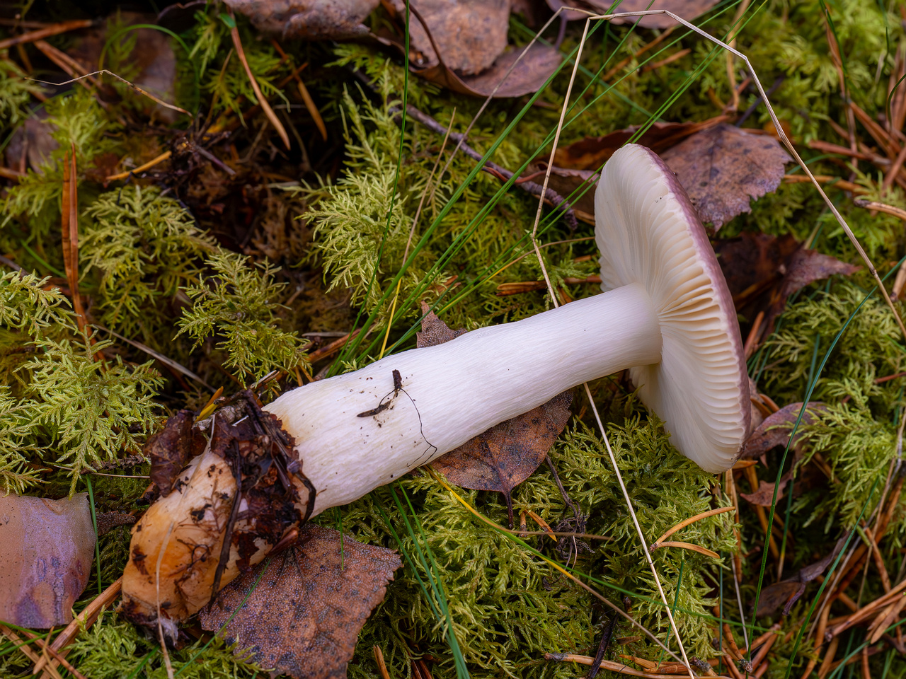 russula-fragilis_2024-10-06_1-4