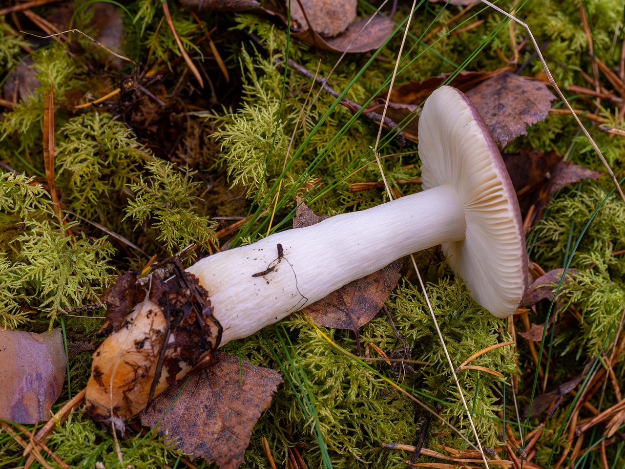 russula-fragilis_2024-10-06_1-5