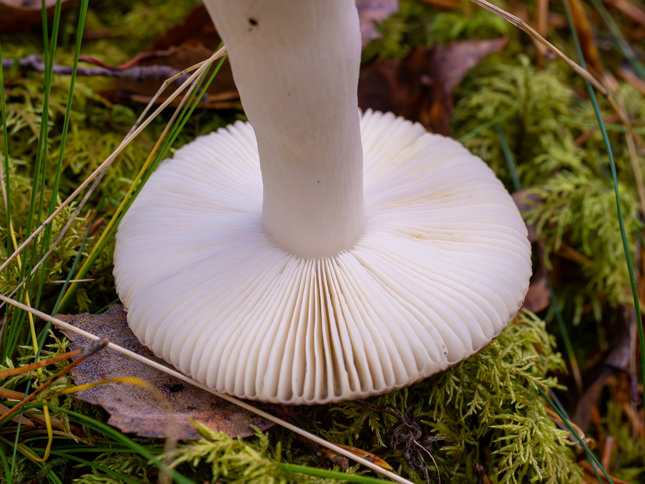 russula-fragilis_2024-10-06_1-7