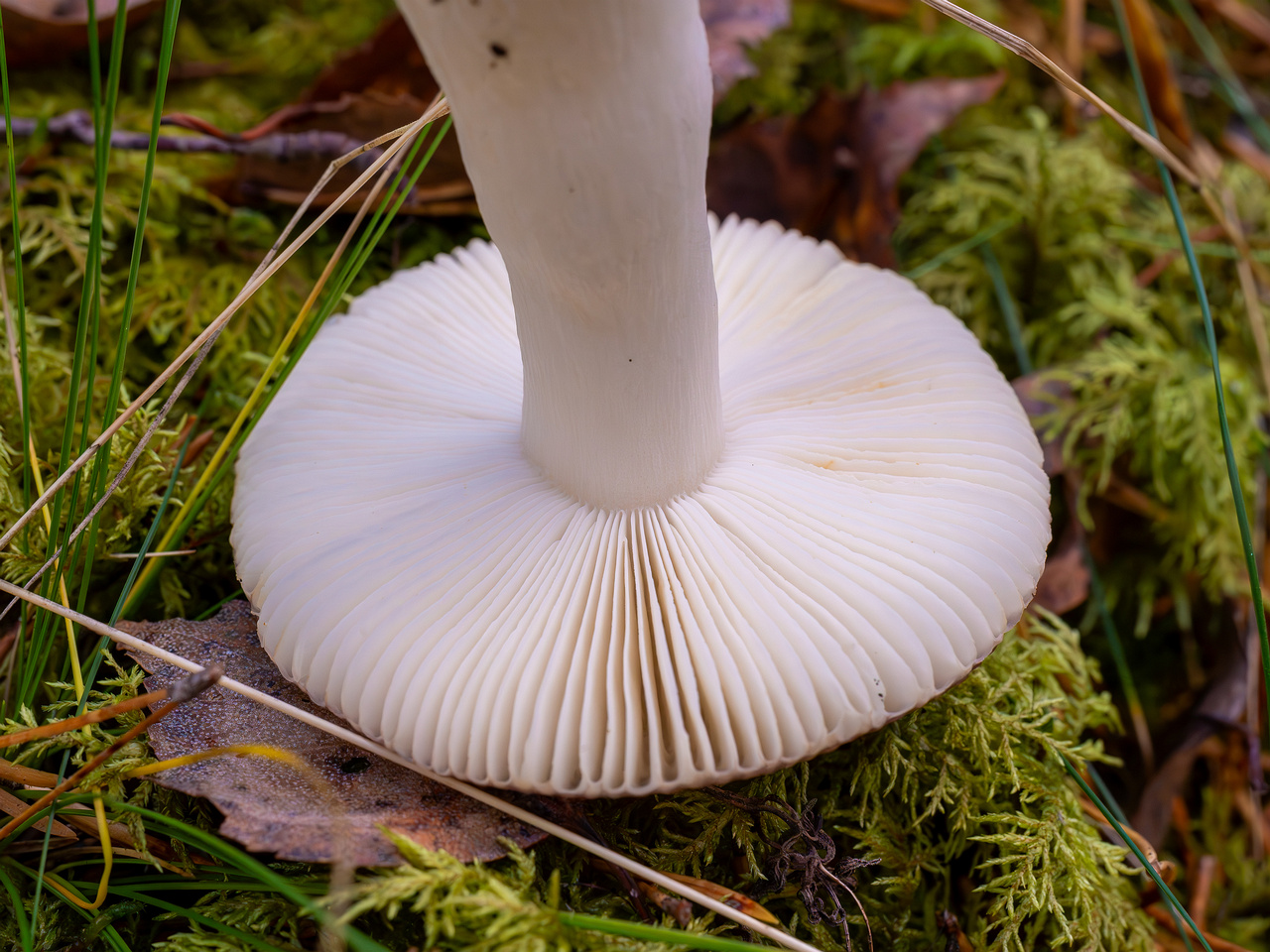 russula-fragilis_2024-10-06_1-8