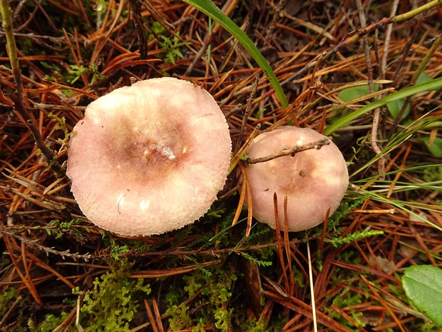 Сыроежка невзрачная - Russula nauseosa