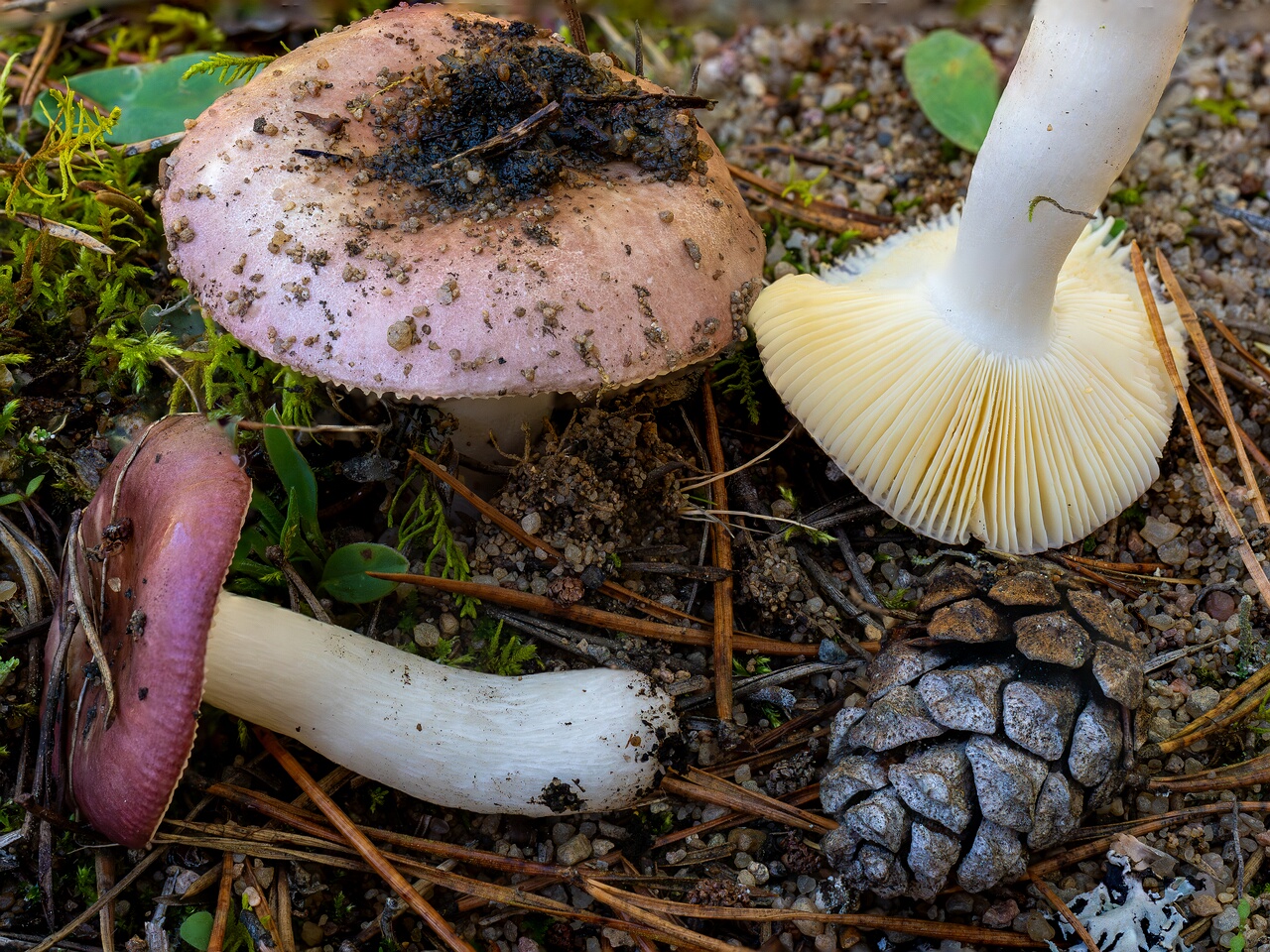!Russula cessans _2026-09-19_1-1
