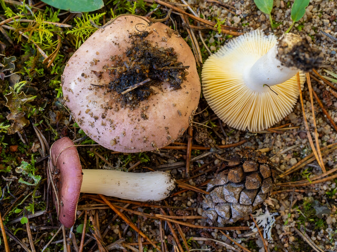 Russula cessans _2026-09-19_2-1
