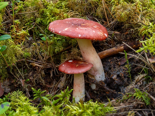 Сыроежка розовоногая - Russula rhodopus