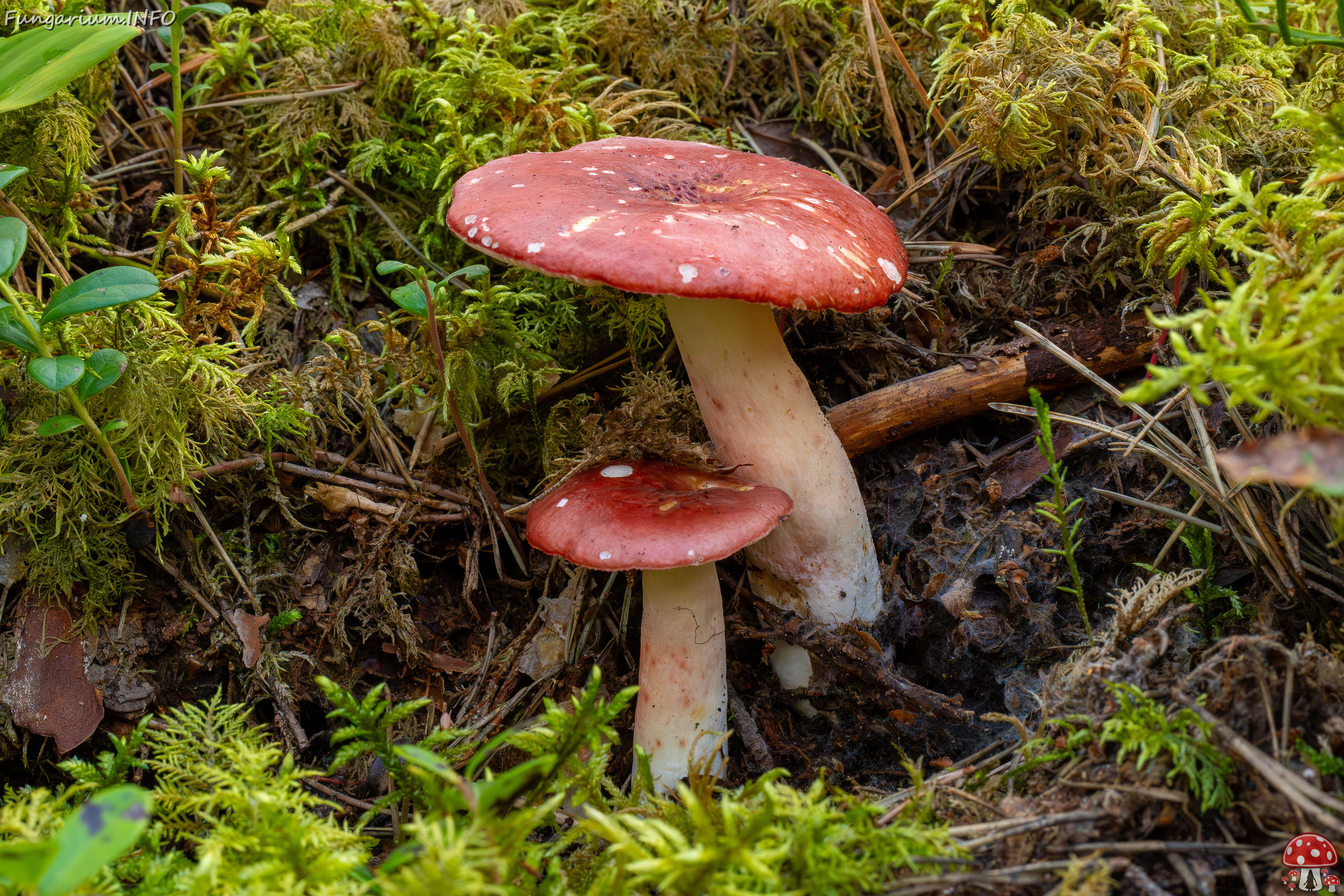 !russula-rhodopus_1-3 