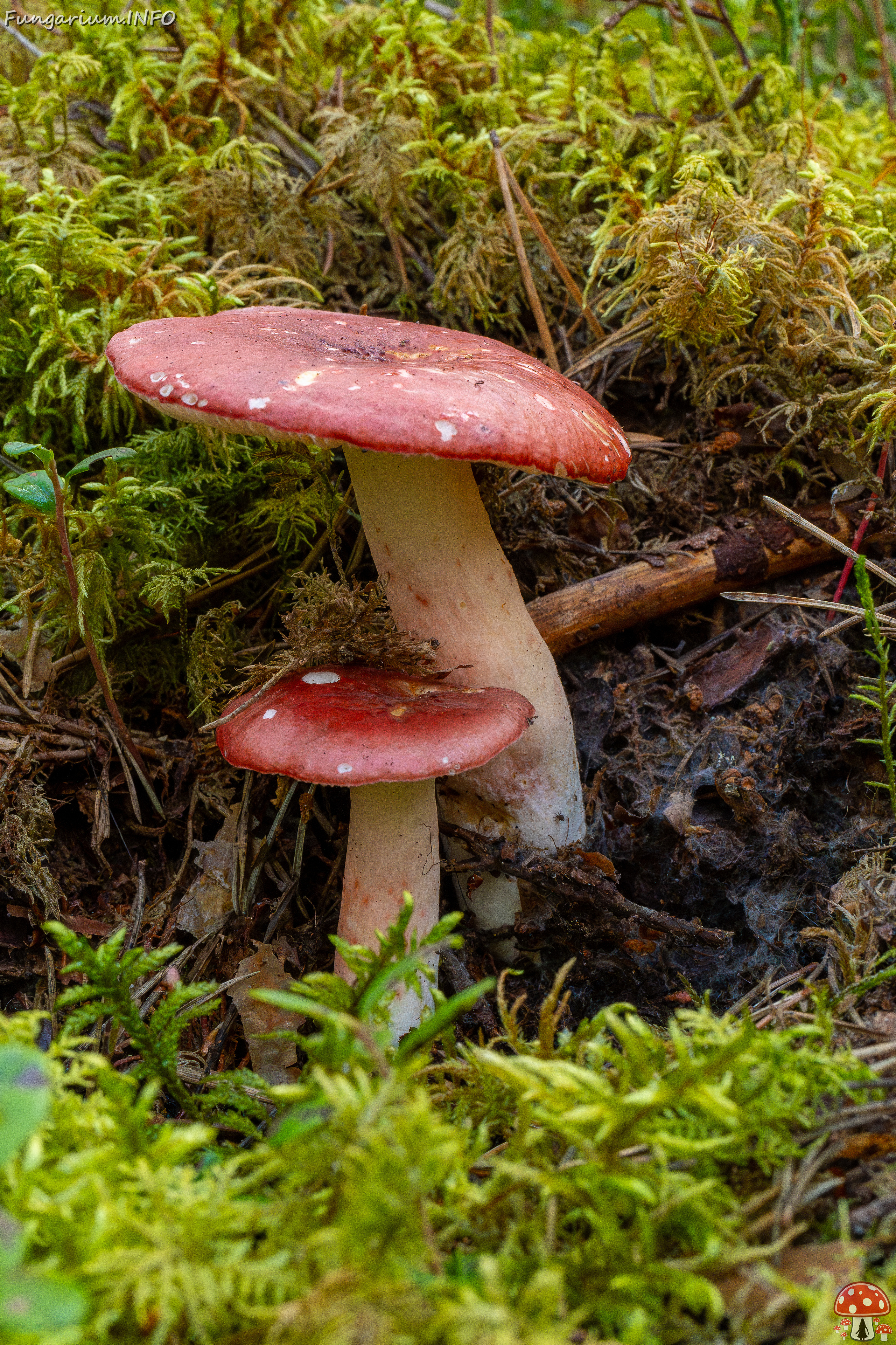 russula-rhodopus_1-1 