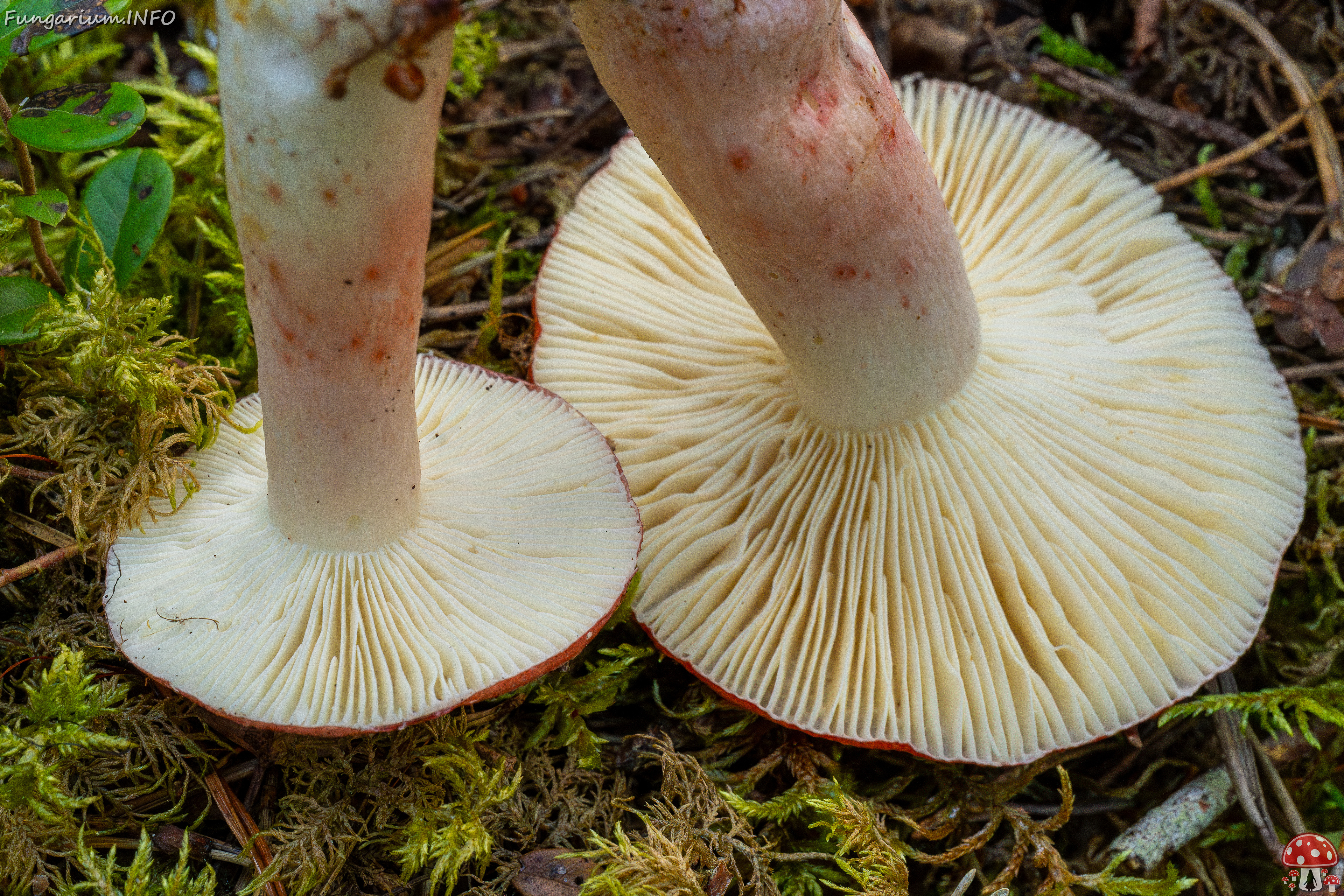 russula-rhodopus_1-10 