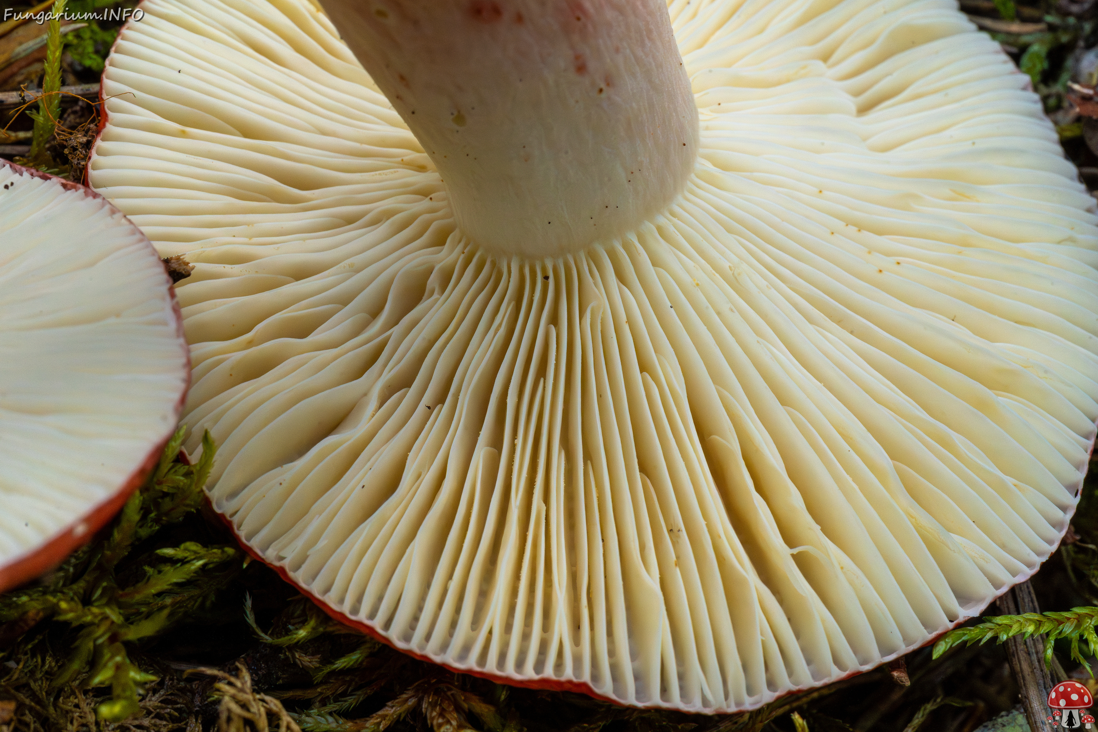 russula-rhodopus_1-11 