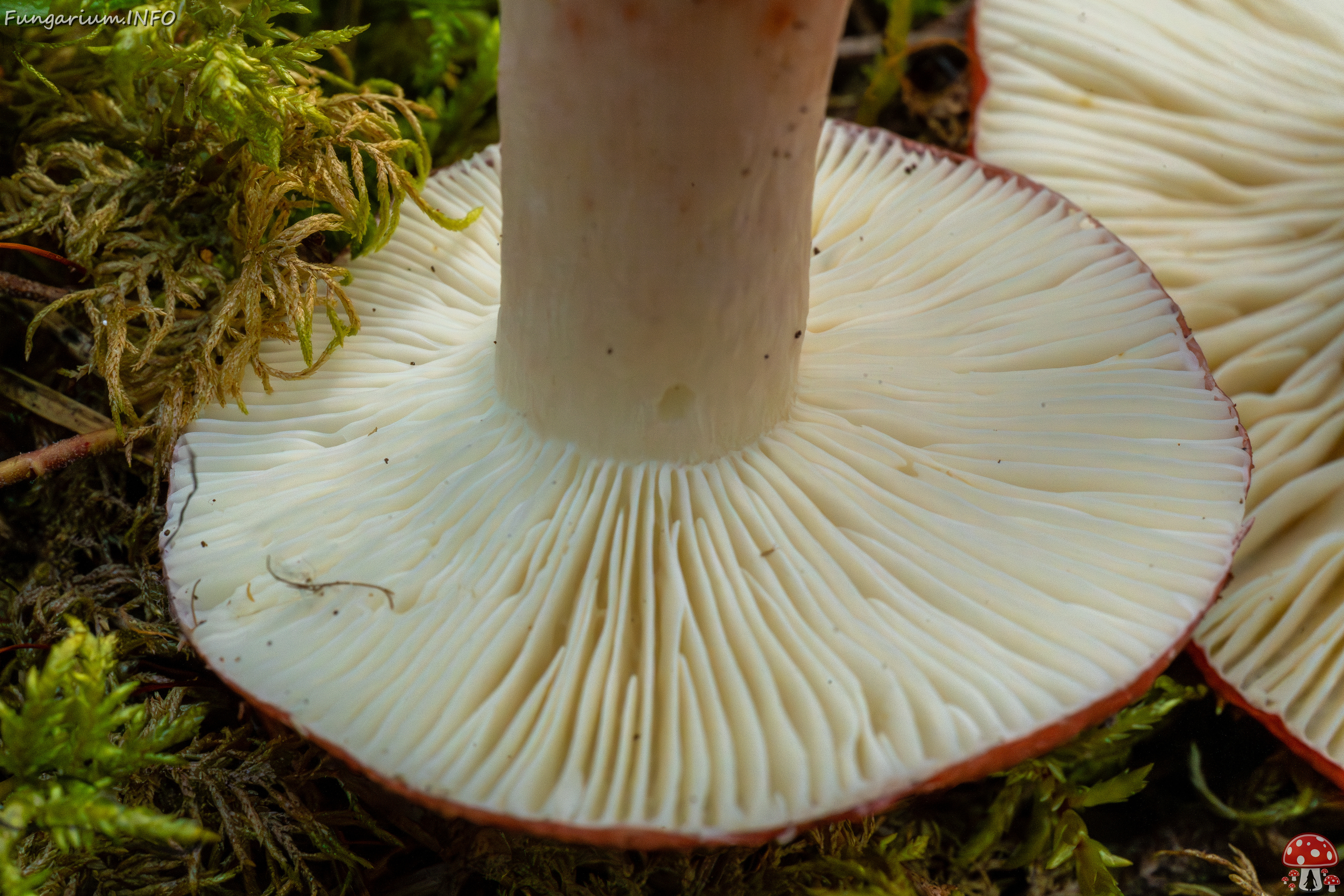 russula-rhodopus_1-13 