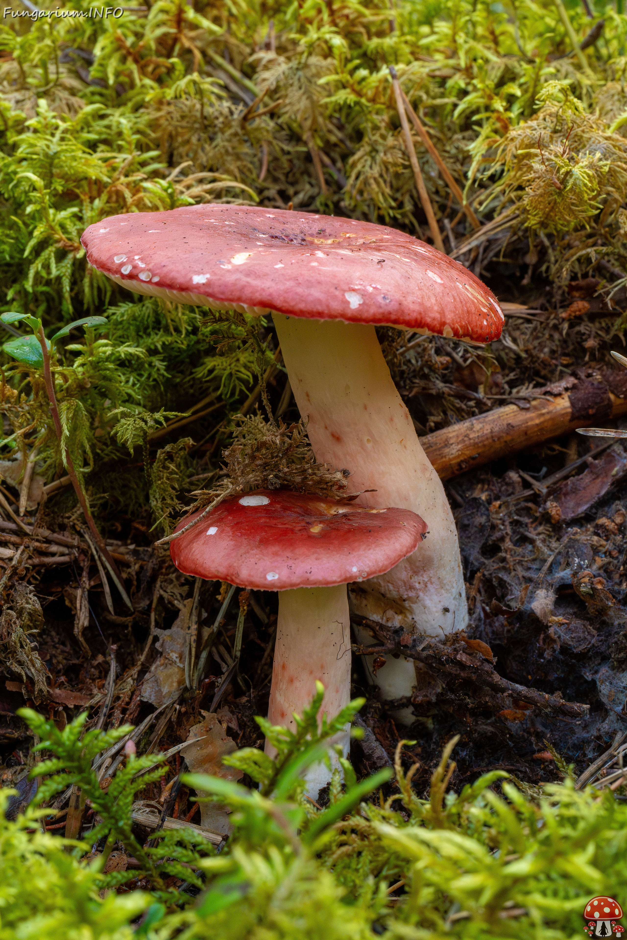 russula-rhodopus_1-2 