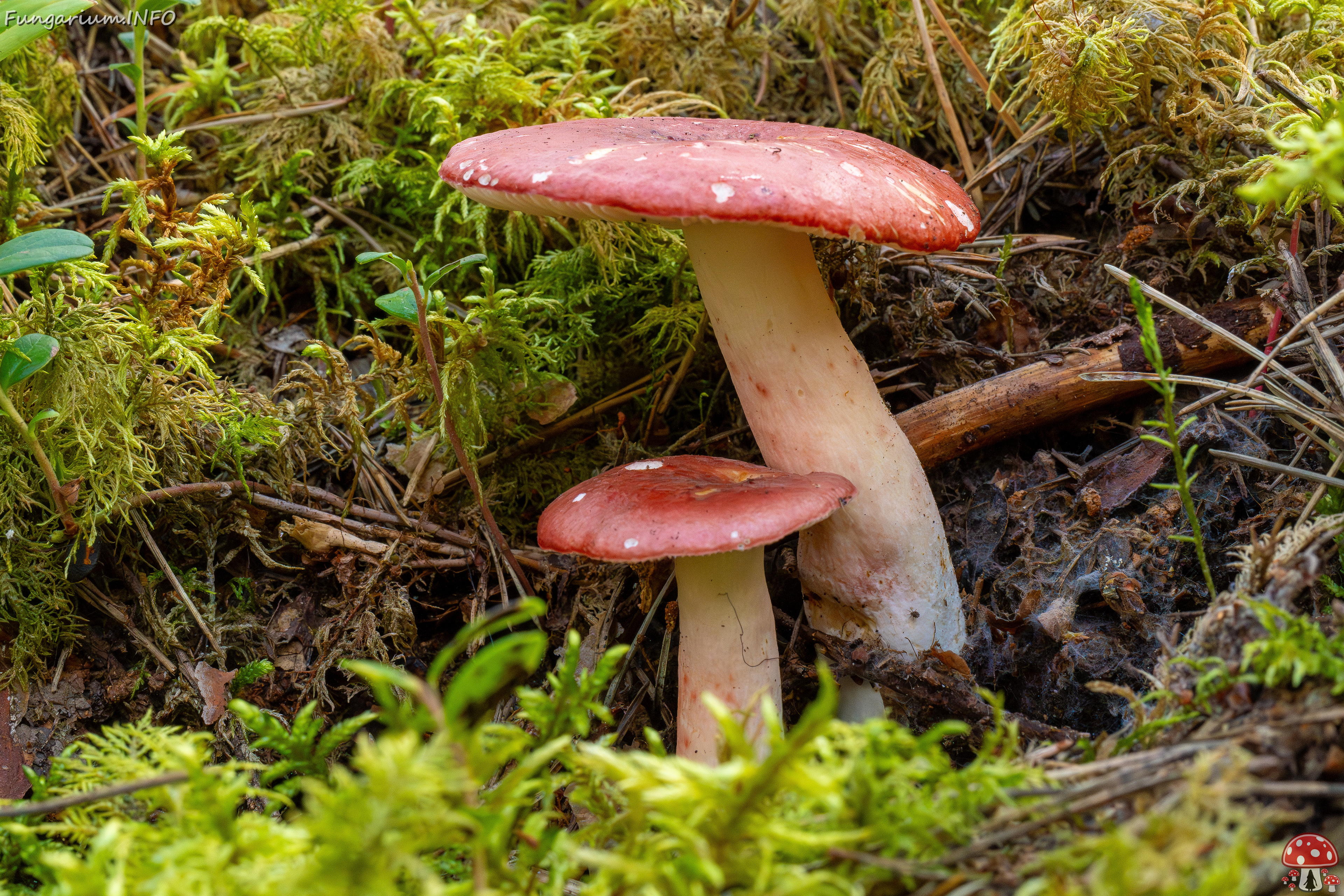 russula-rhodopus_1-4 