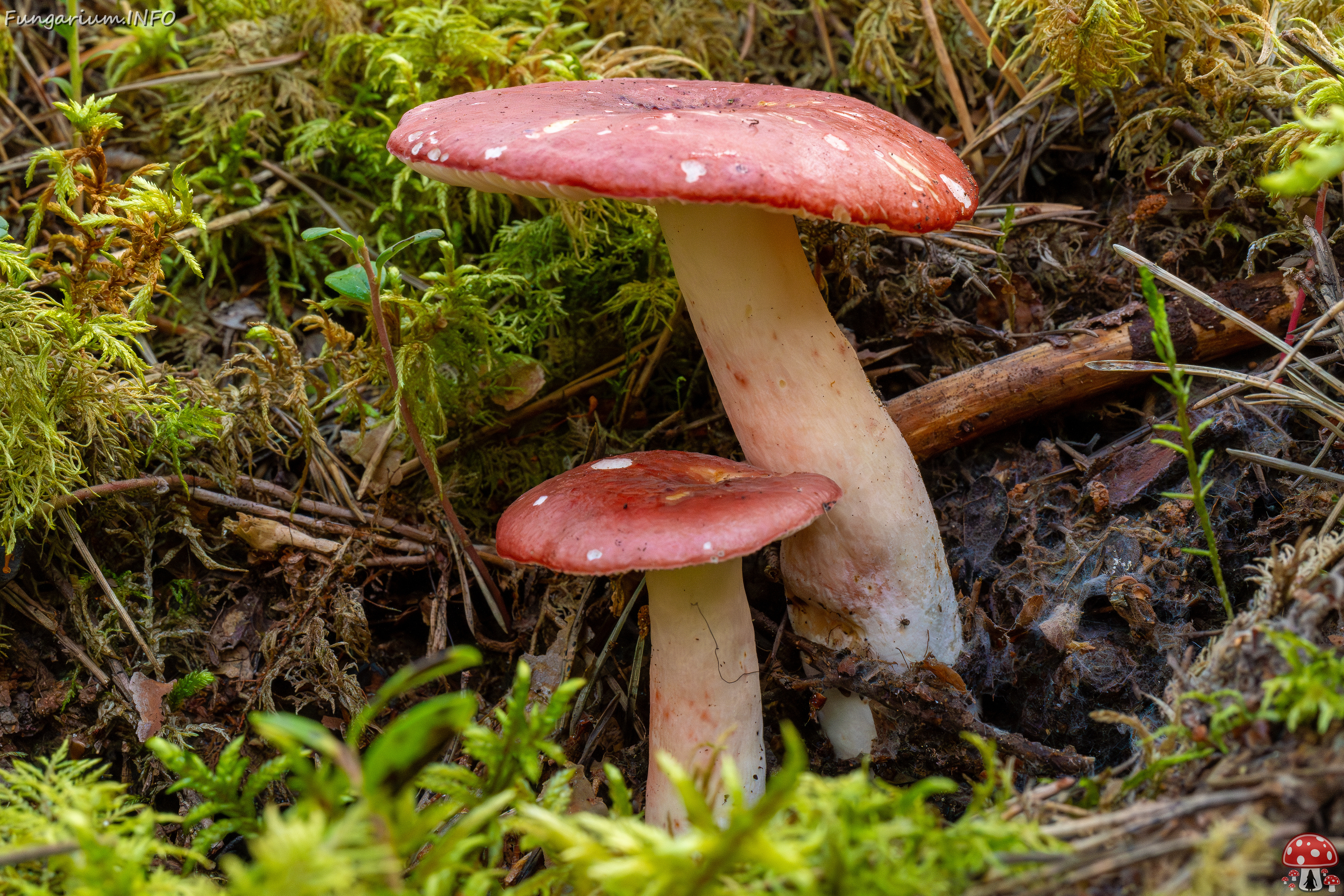 russula-rhodopus_1-5 