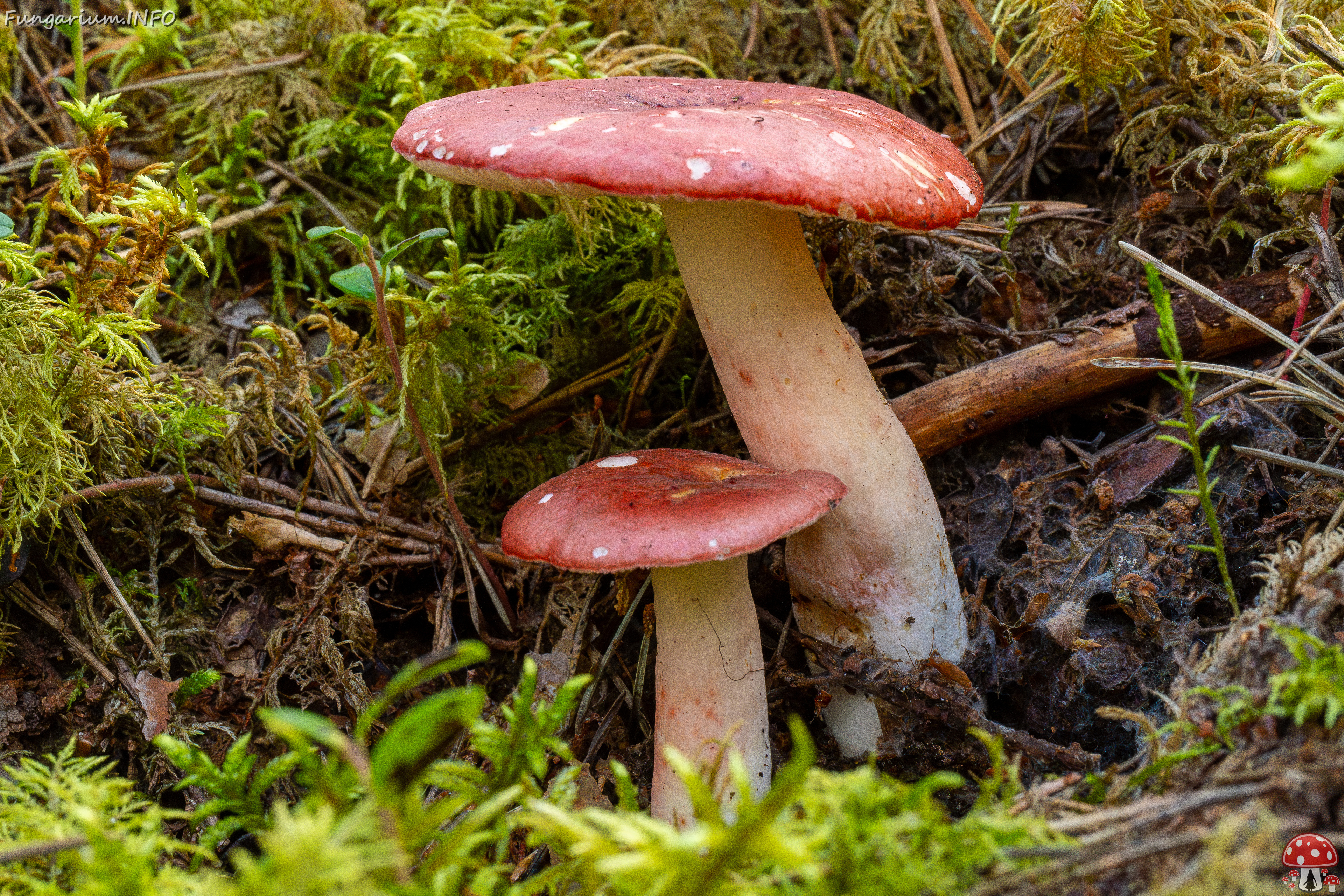 russula-rhodopus_1-6 