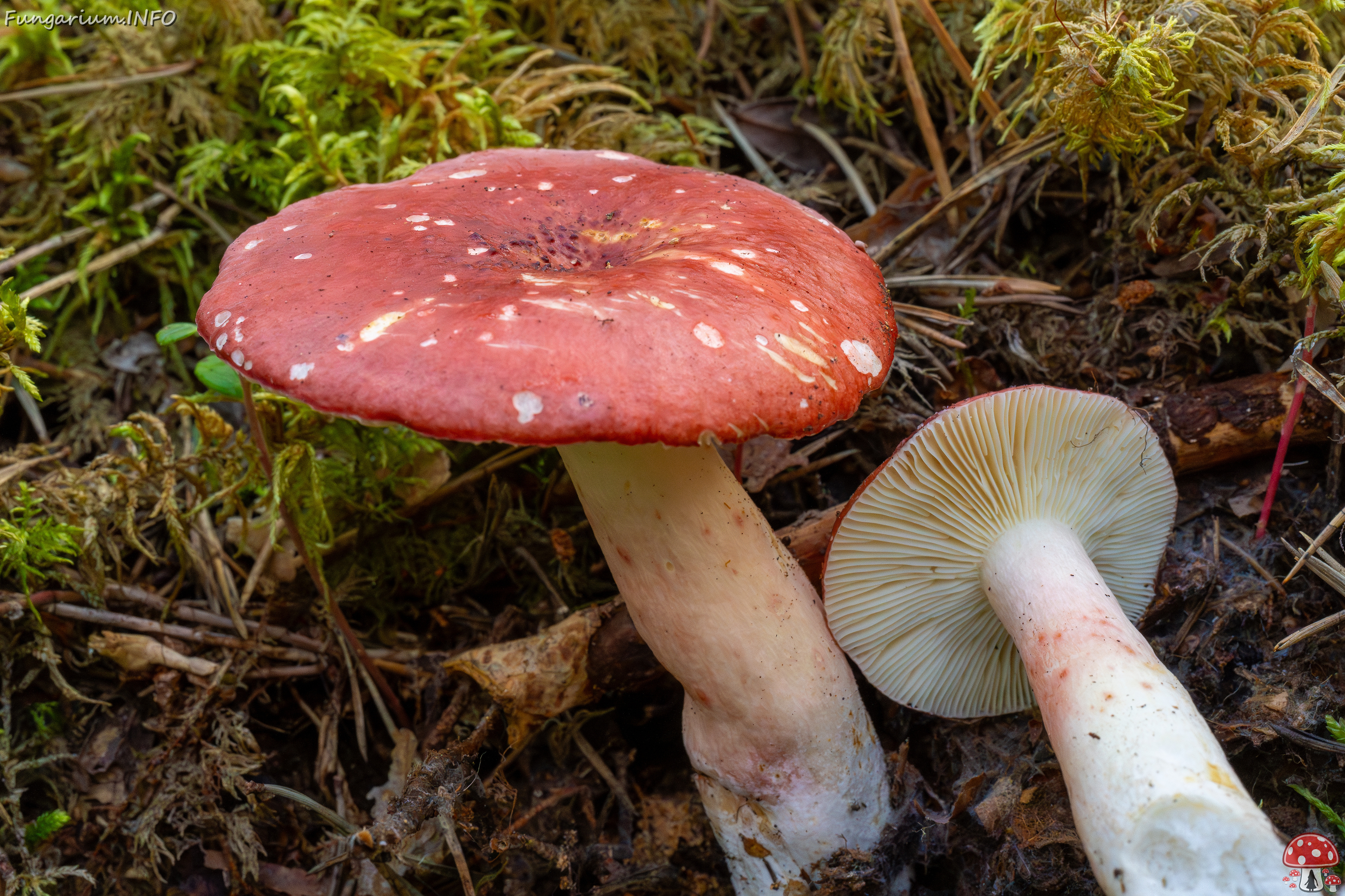 russula-rhodopus_1-7 