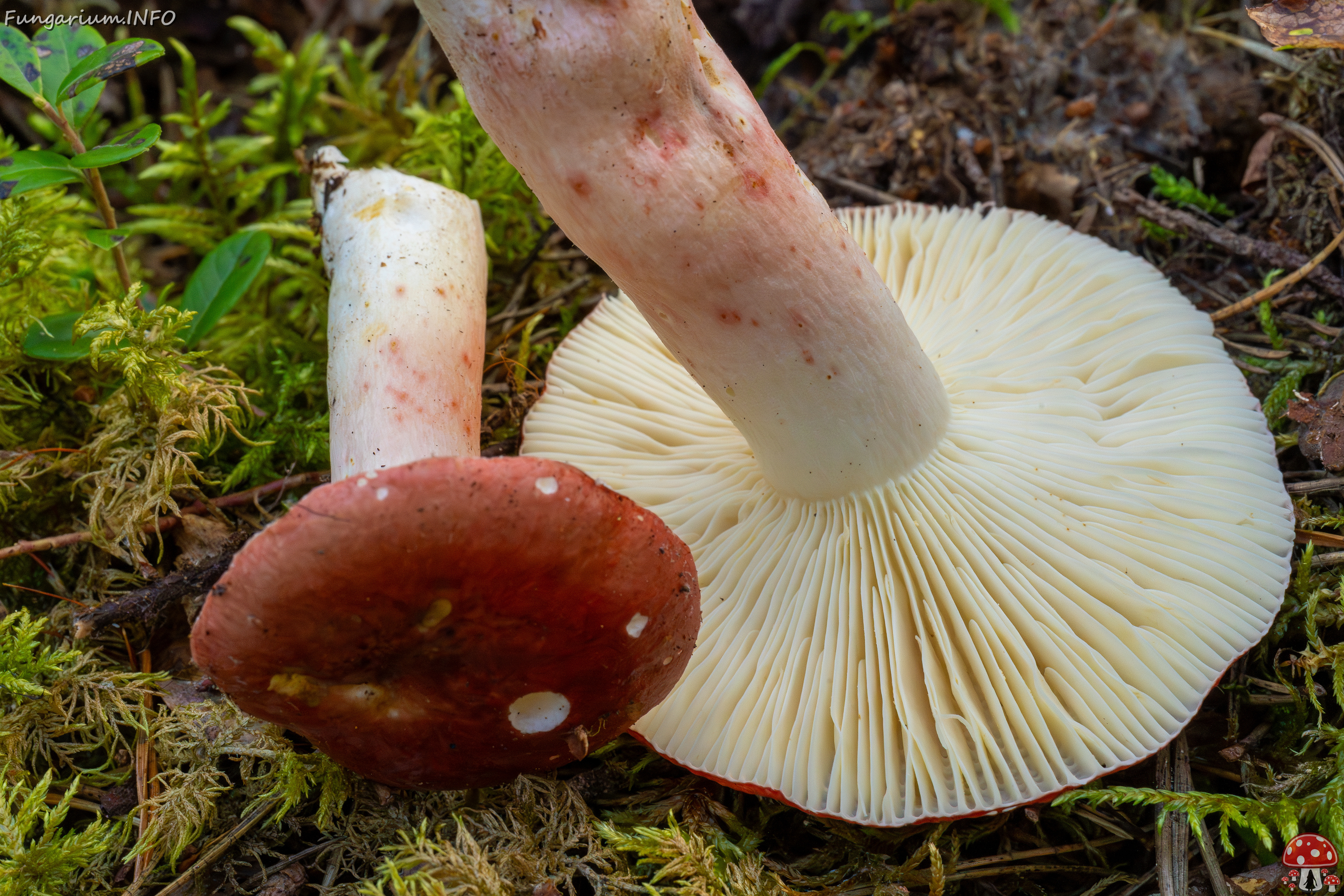 russula-rhodopus_1-8 