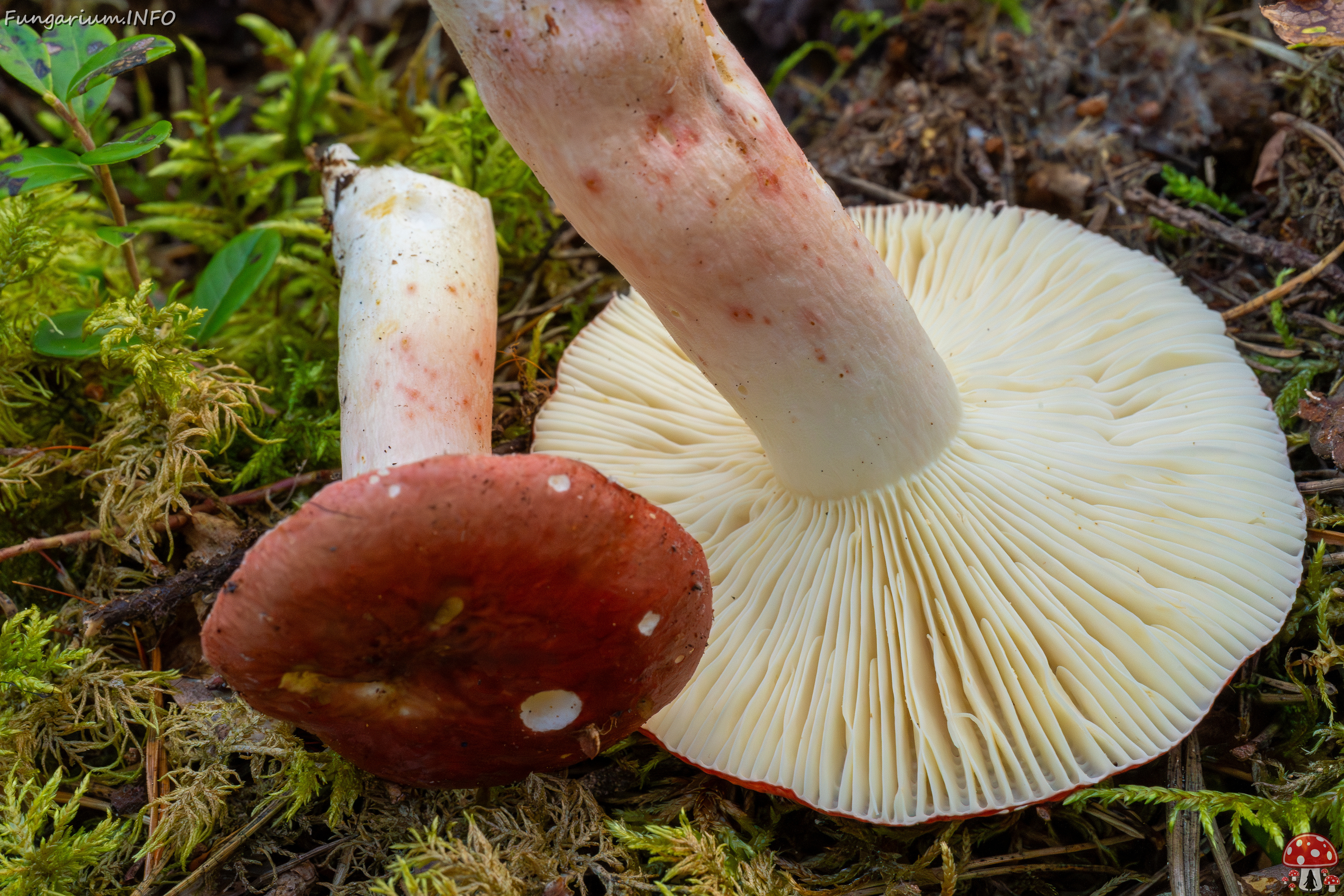 russula-rhodopus_1-9 