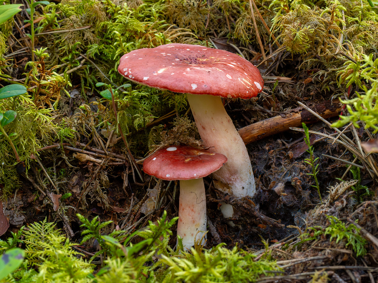 !russula-rhodopus_1-3