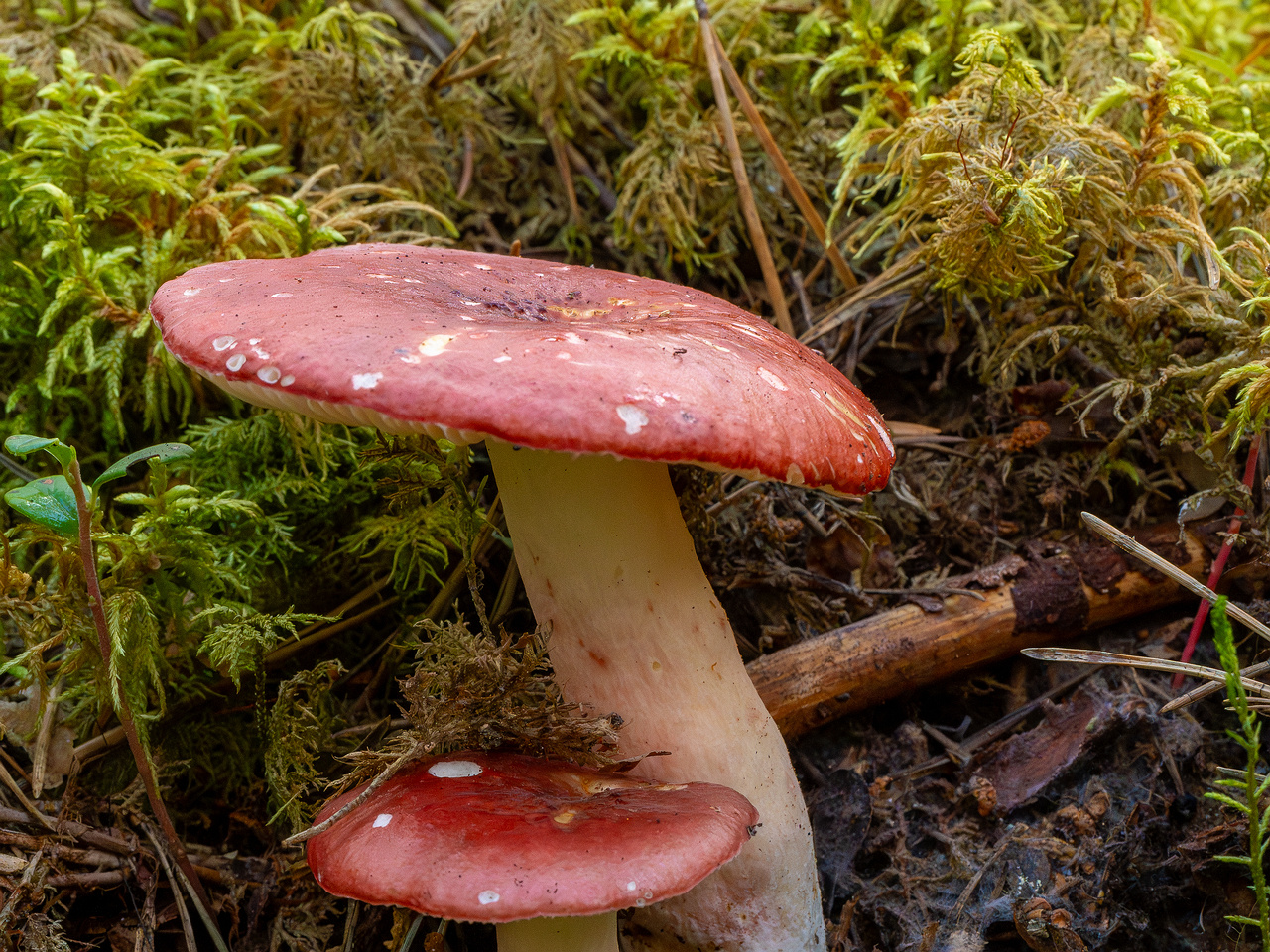 russula-rhodopus_1-1