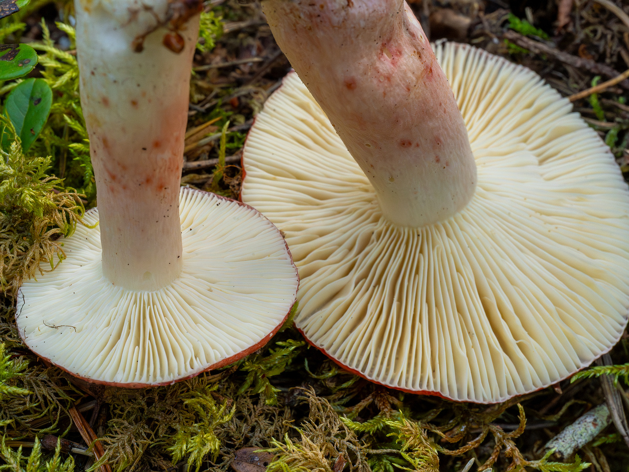 russula-rhodopus_1-10