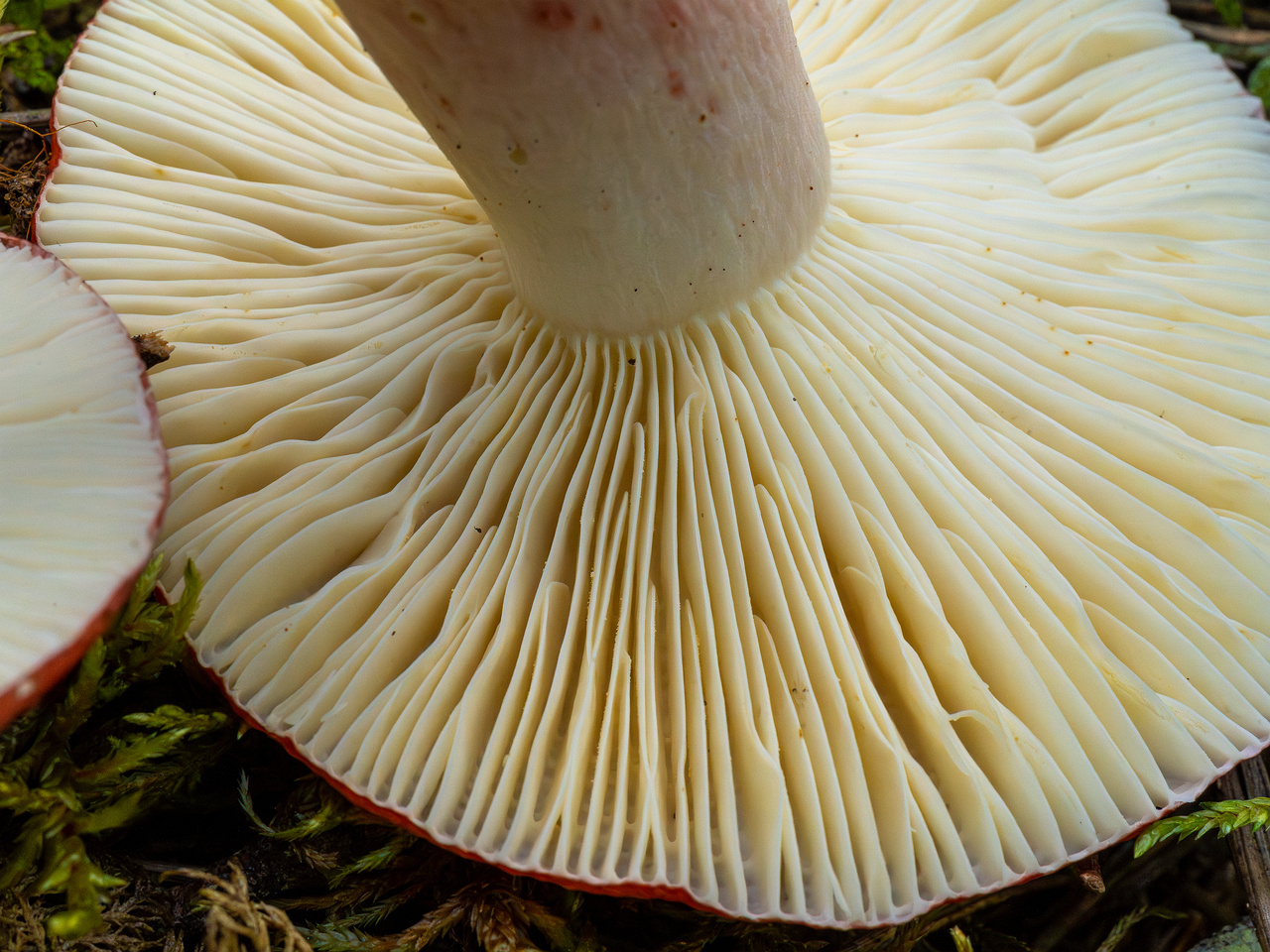 russula-rhodopus_1-11