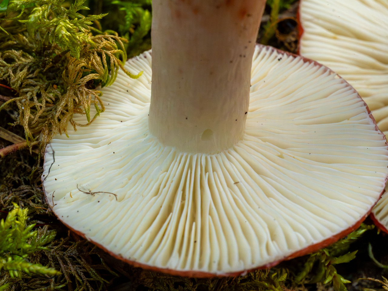 russula-rhodopus_1-12