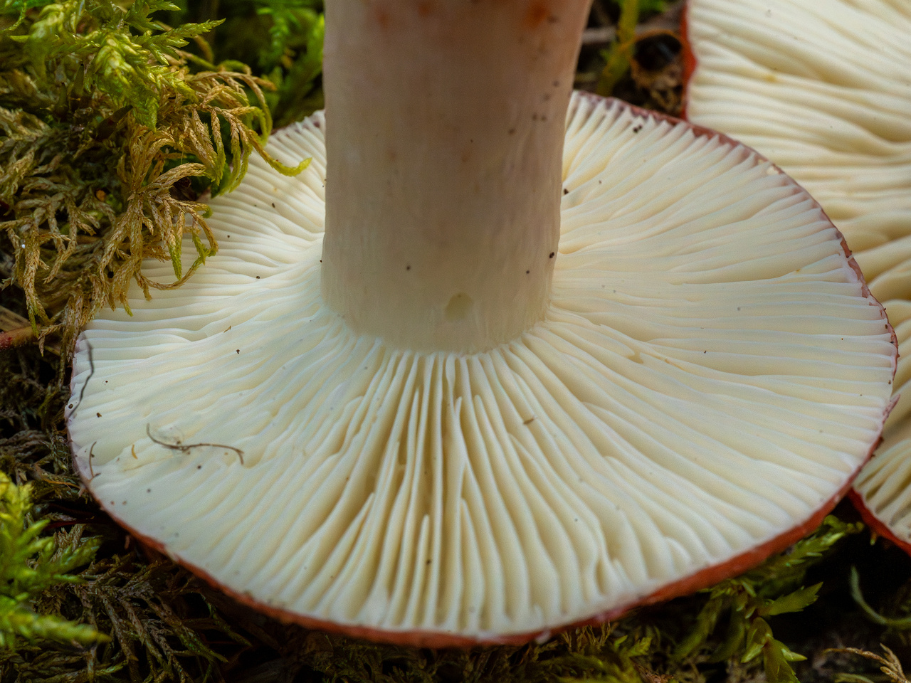 russula-rhodopus_1-13