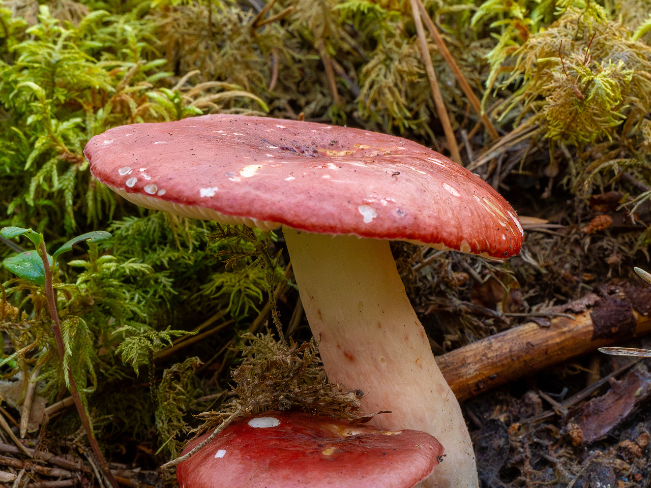 russula-rhodopus_1-2