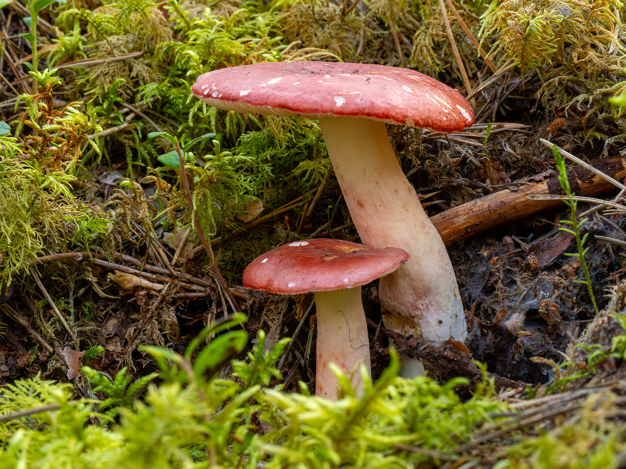 russula-rhodopus_1-4