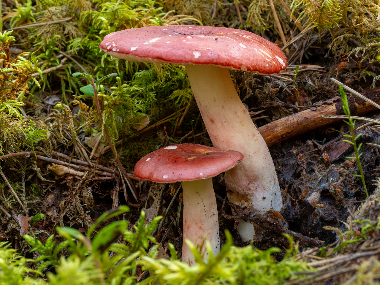 russula-rhodopus_1-5