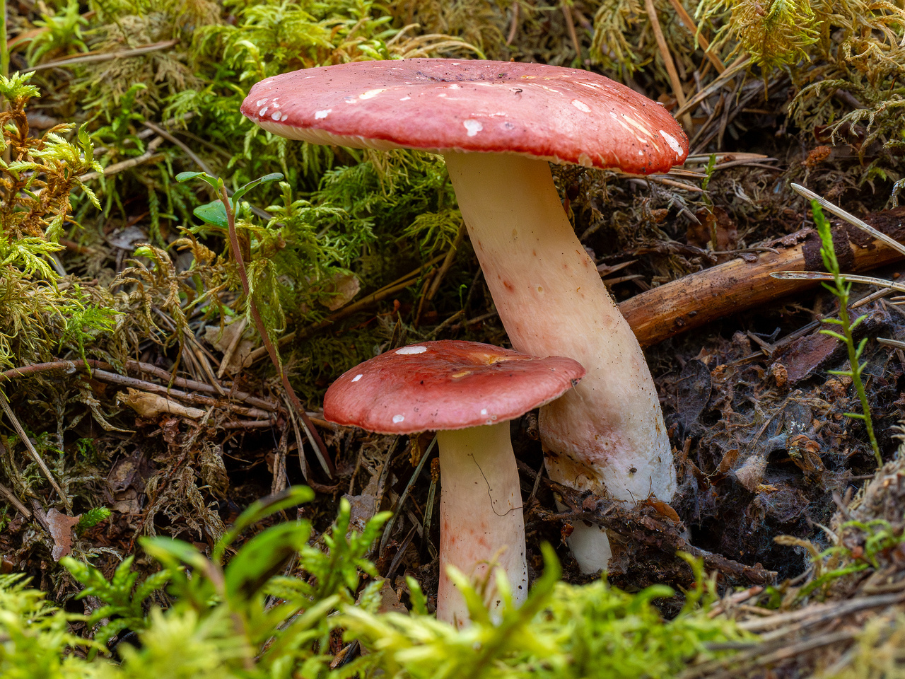 russula-rhodopus_1-6