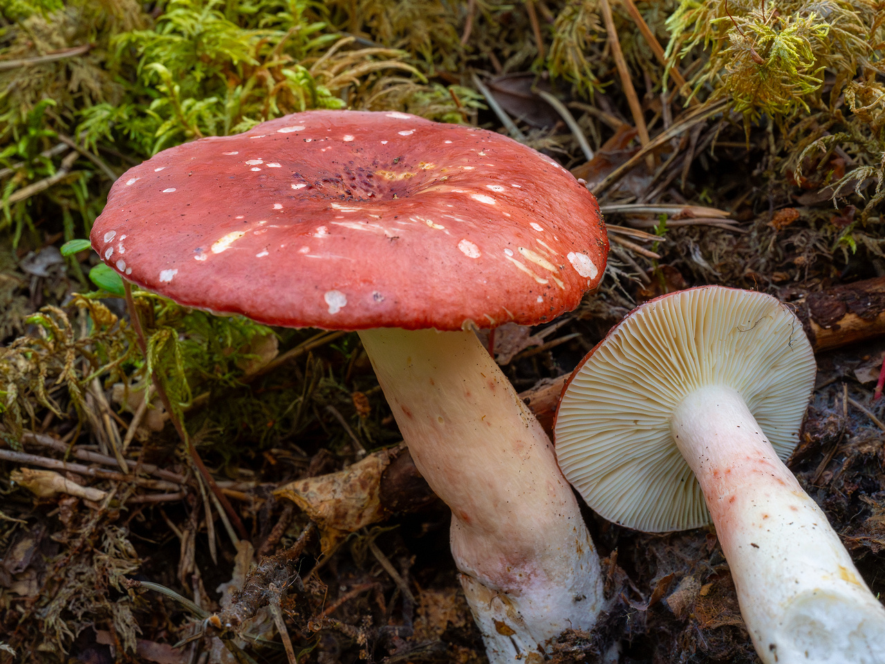 russula-rhodopus_1-7