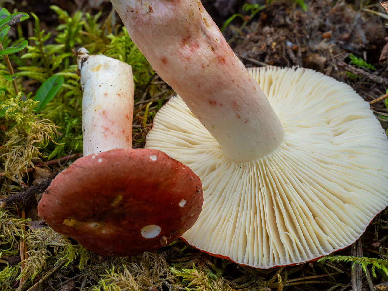 russula-rhodopus_1-8