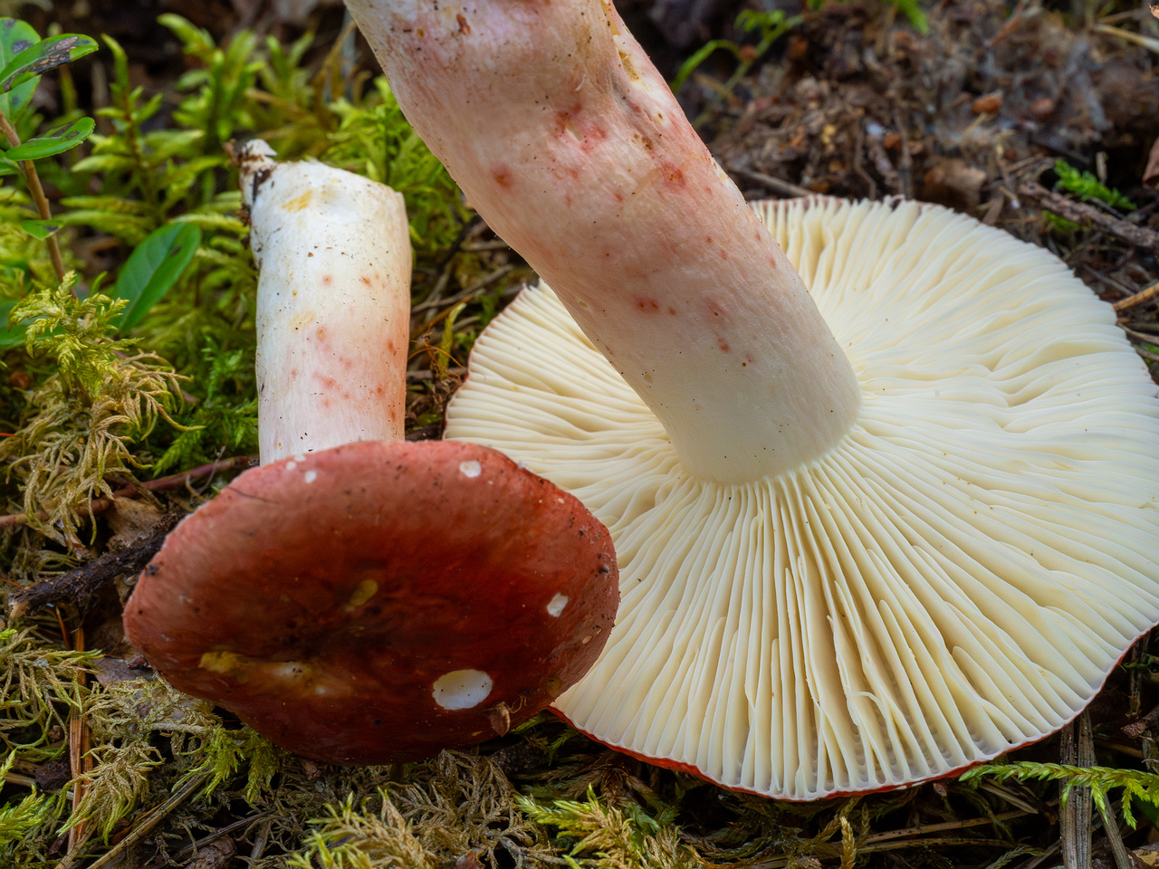 russula-rhodopus_1-9