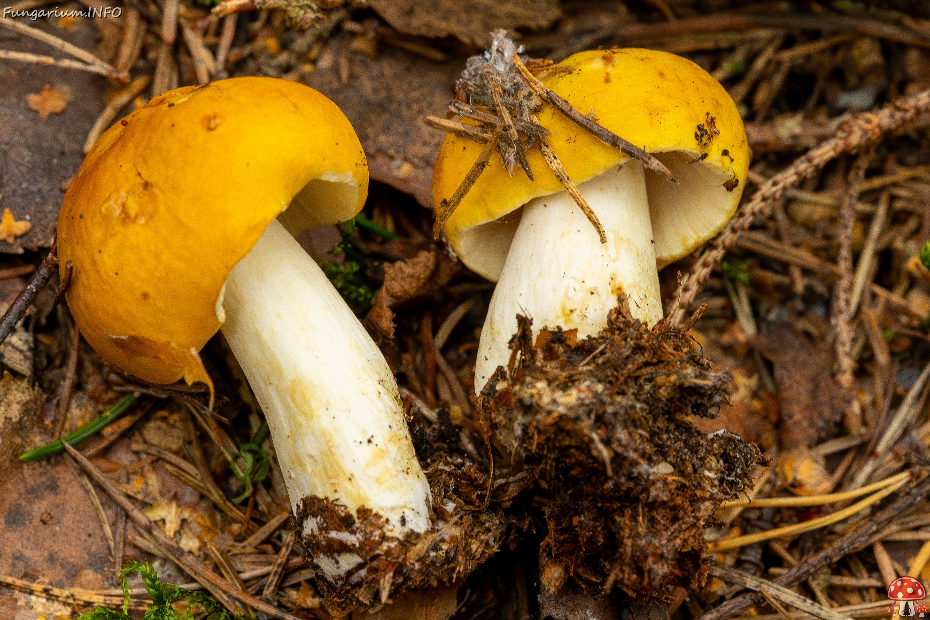 Russula claroflava _2023-08-13_1-10 